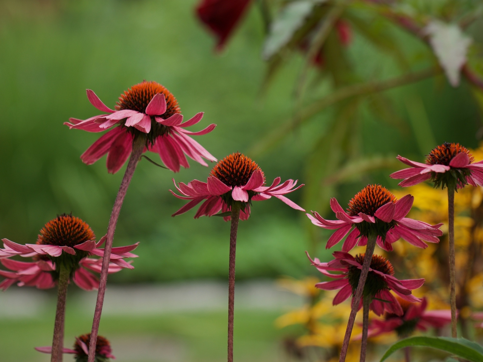 Розовые цветы эхинацея на клумбе