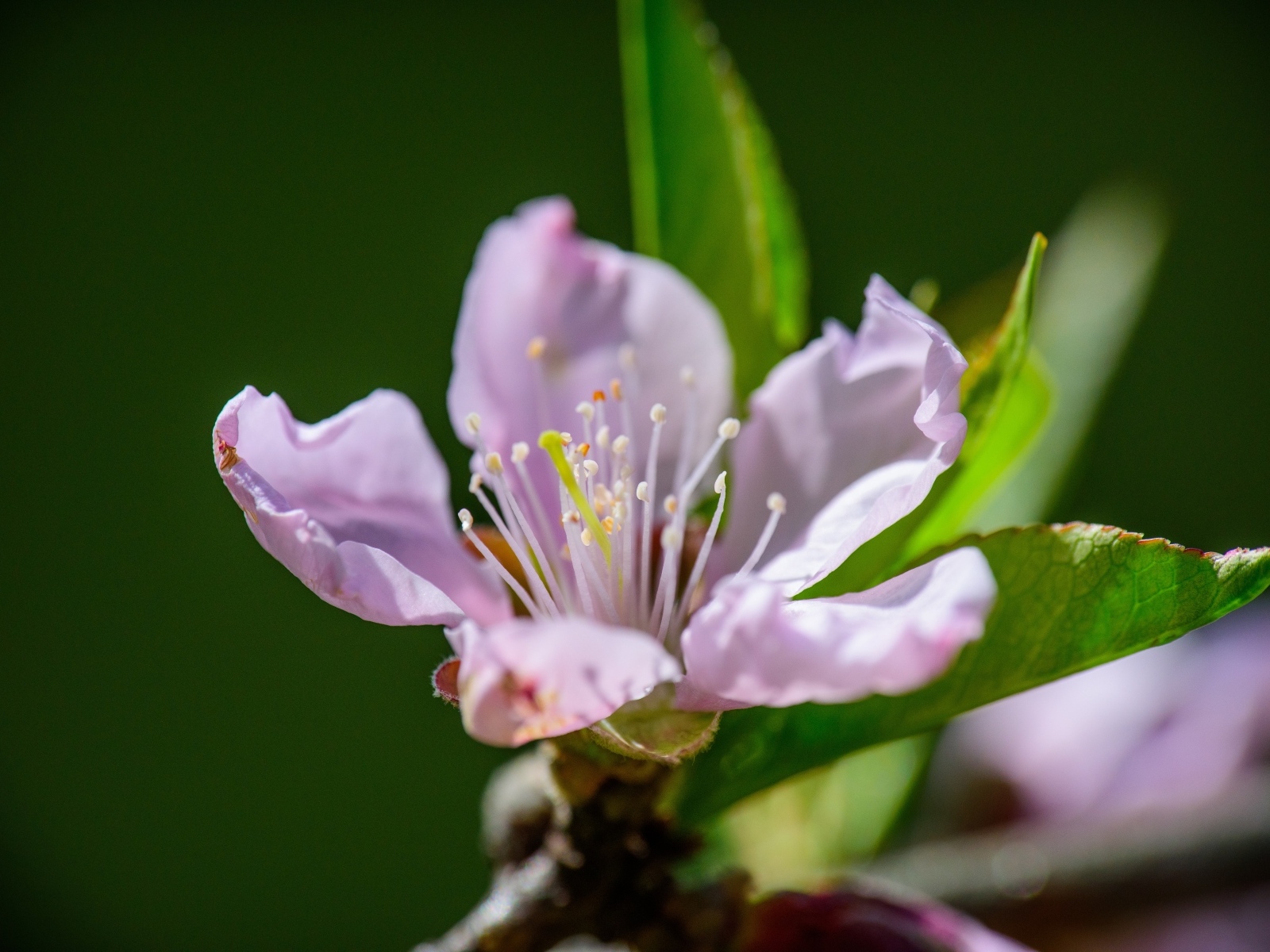 Розовый цветок на ветке дерева весной с зелеными листьями