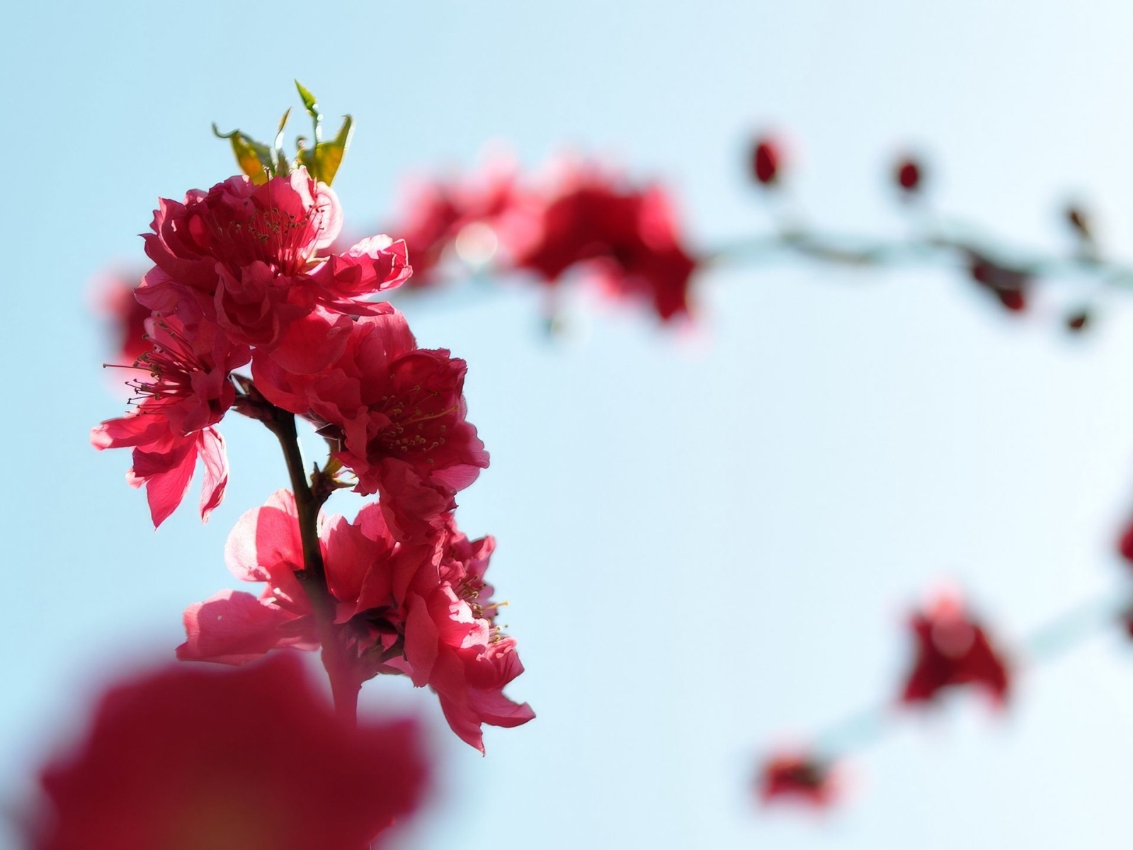 Розовые цветы на ветке на фоне голубого неба весной