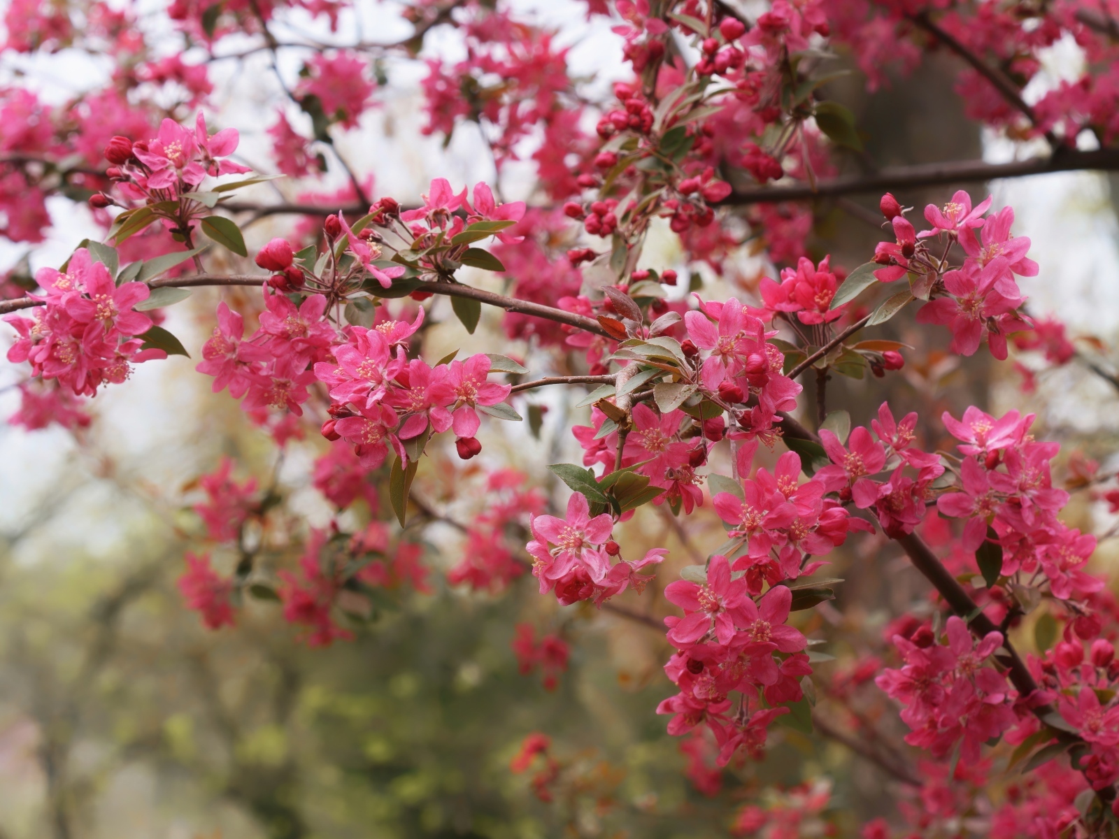 Розовые цветы на ветках дерева весной