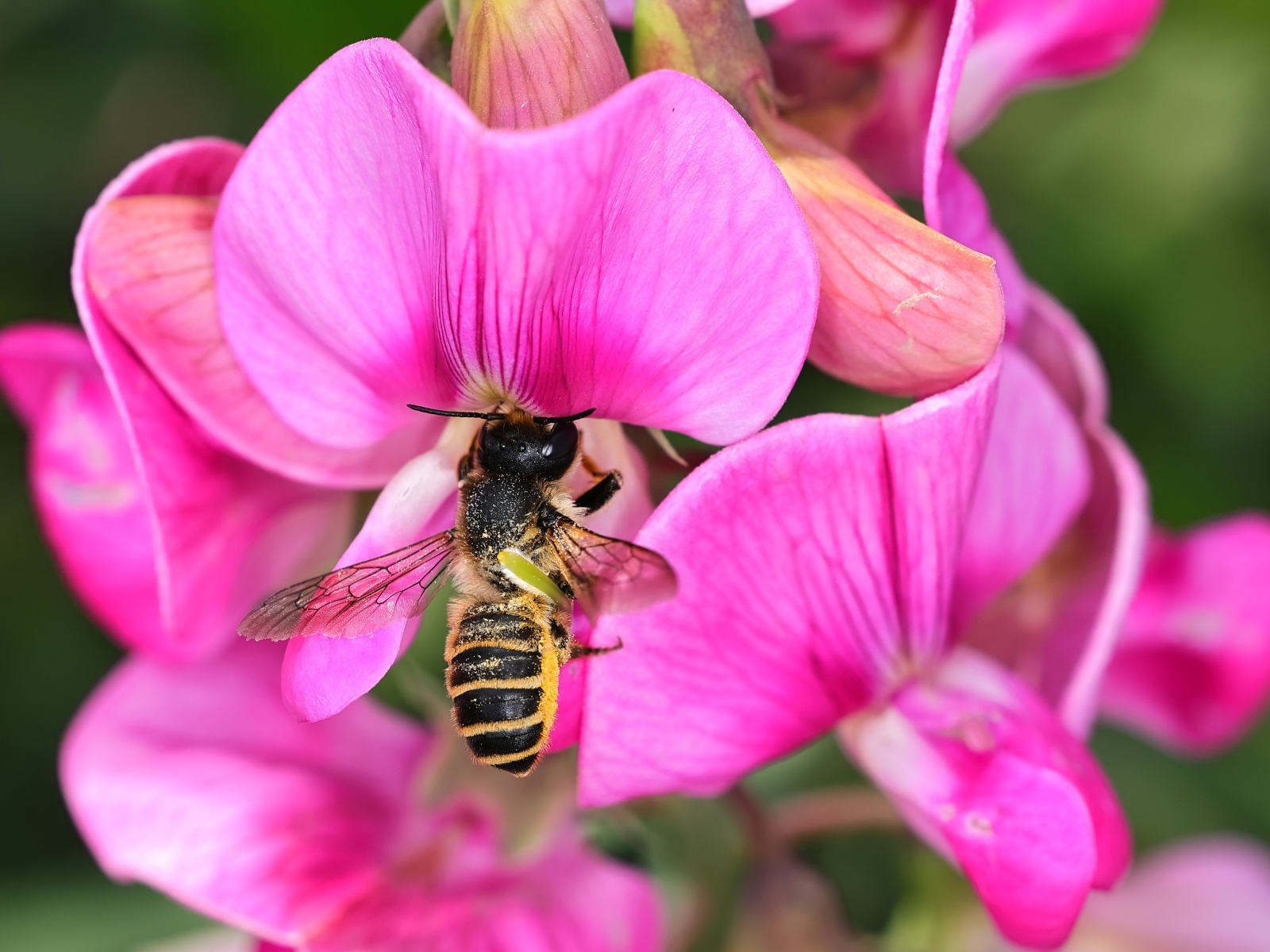 Розовые цветы с пчелой крупным планом