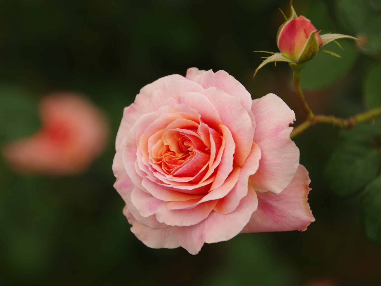 Розовая ароматная роза с бутоном 