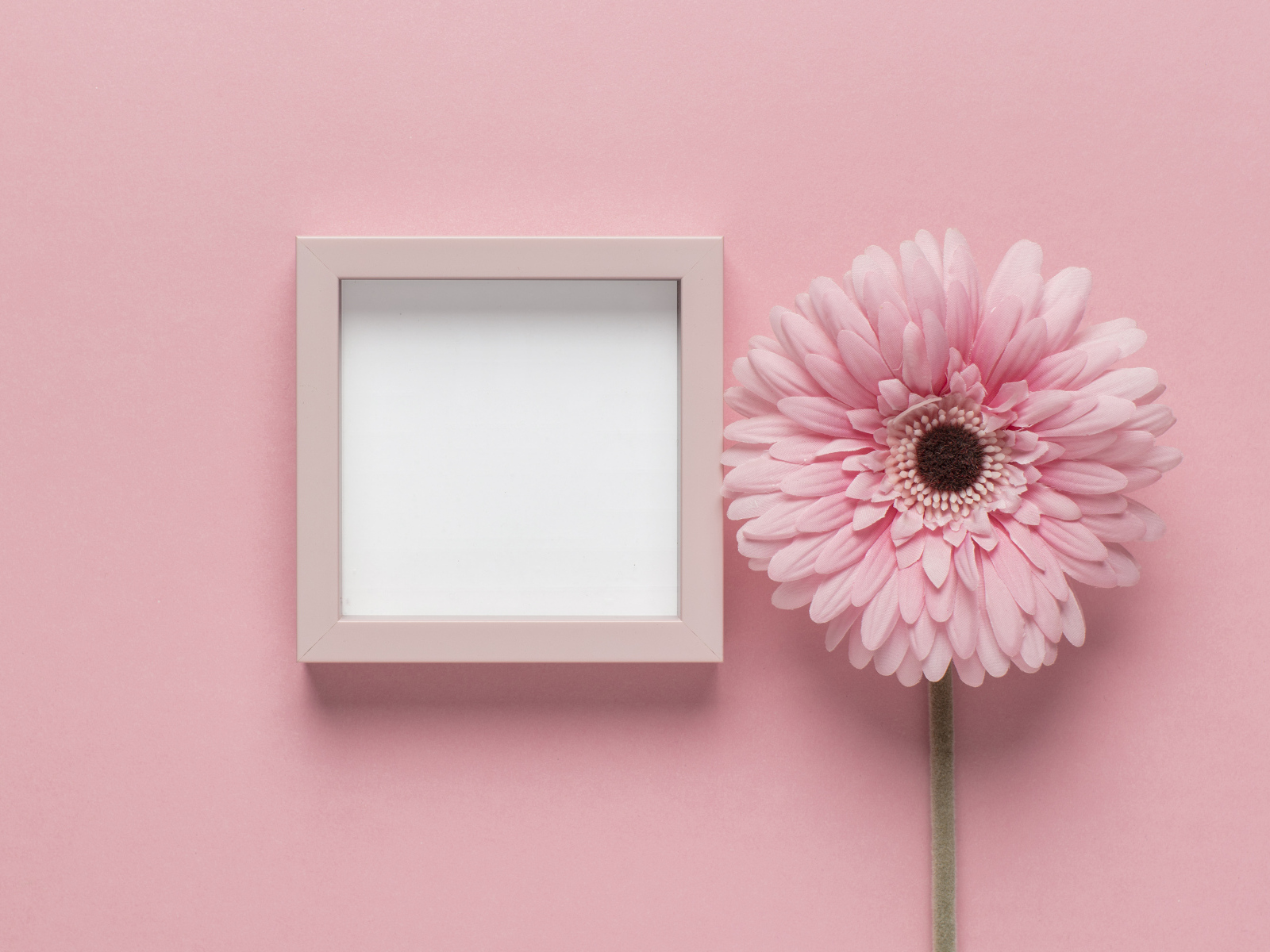 Розовая гербера с рамкой на розовом фоне, шаблон для открытки