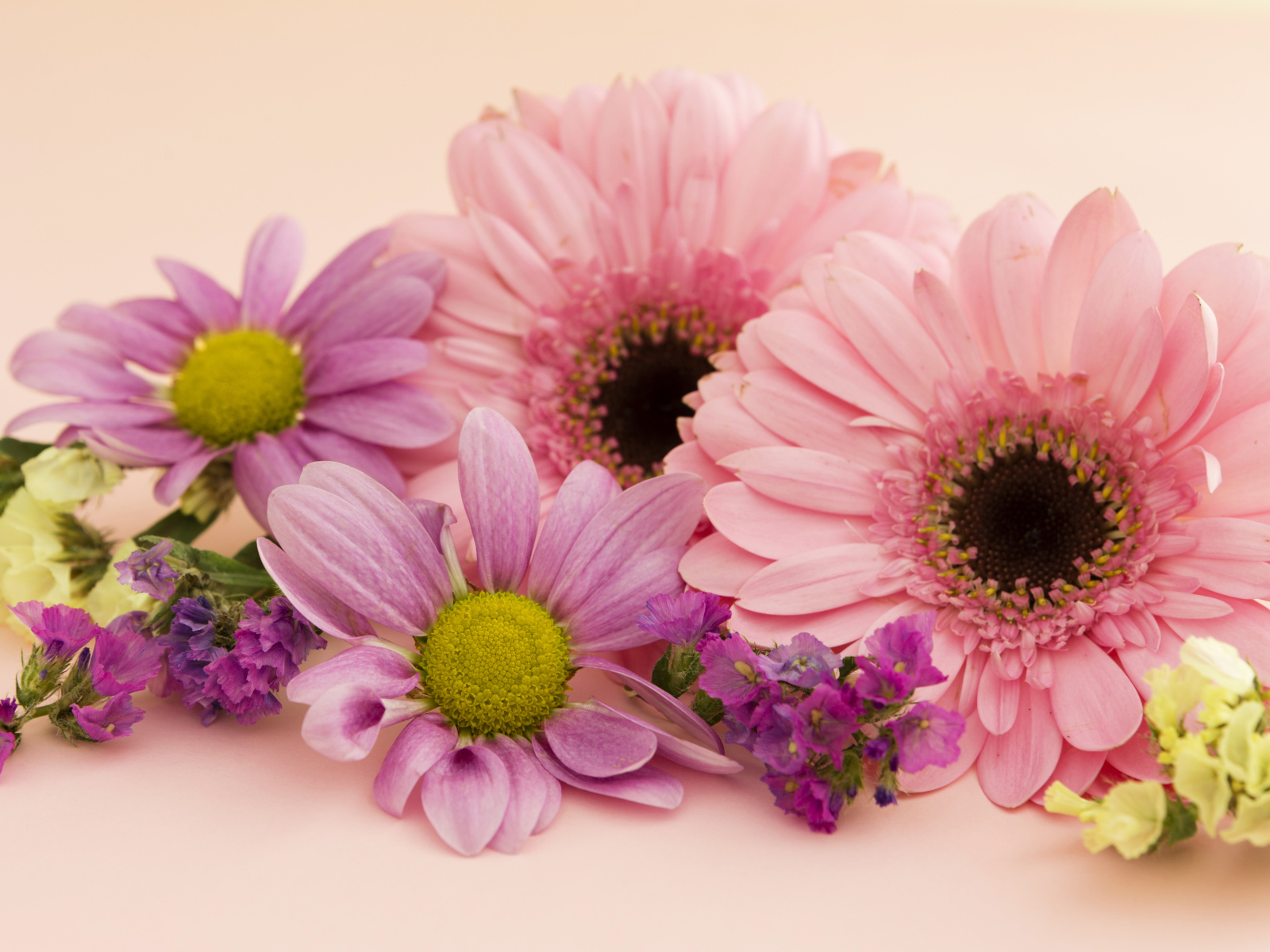 Розовые герберы и хризантемы крупным планом