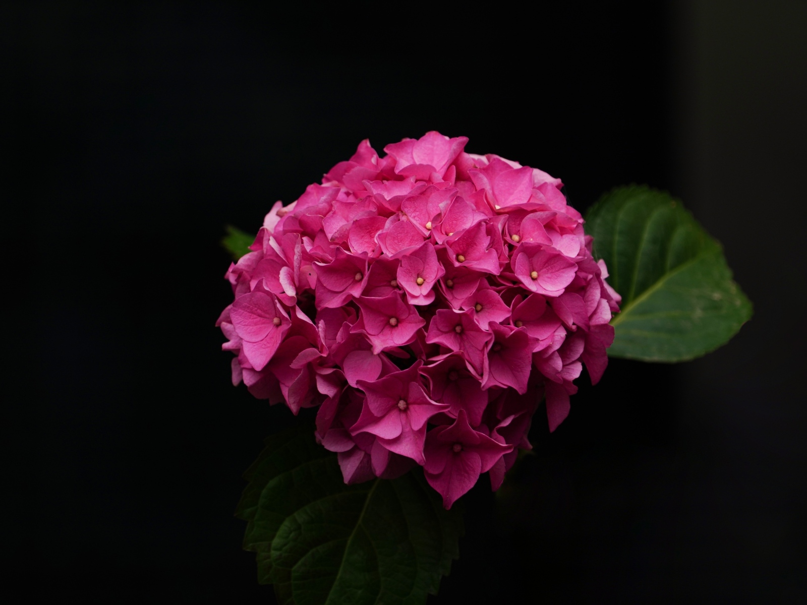 Розовый цветок гортензии на черном фоне крупным планом