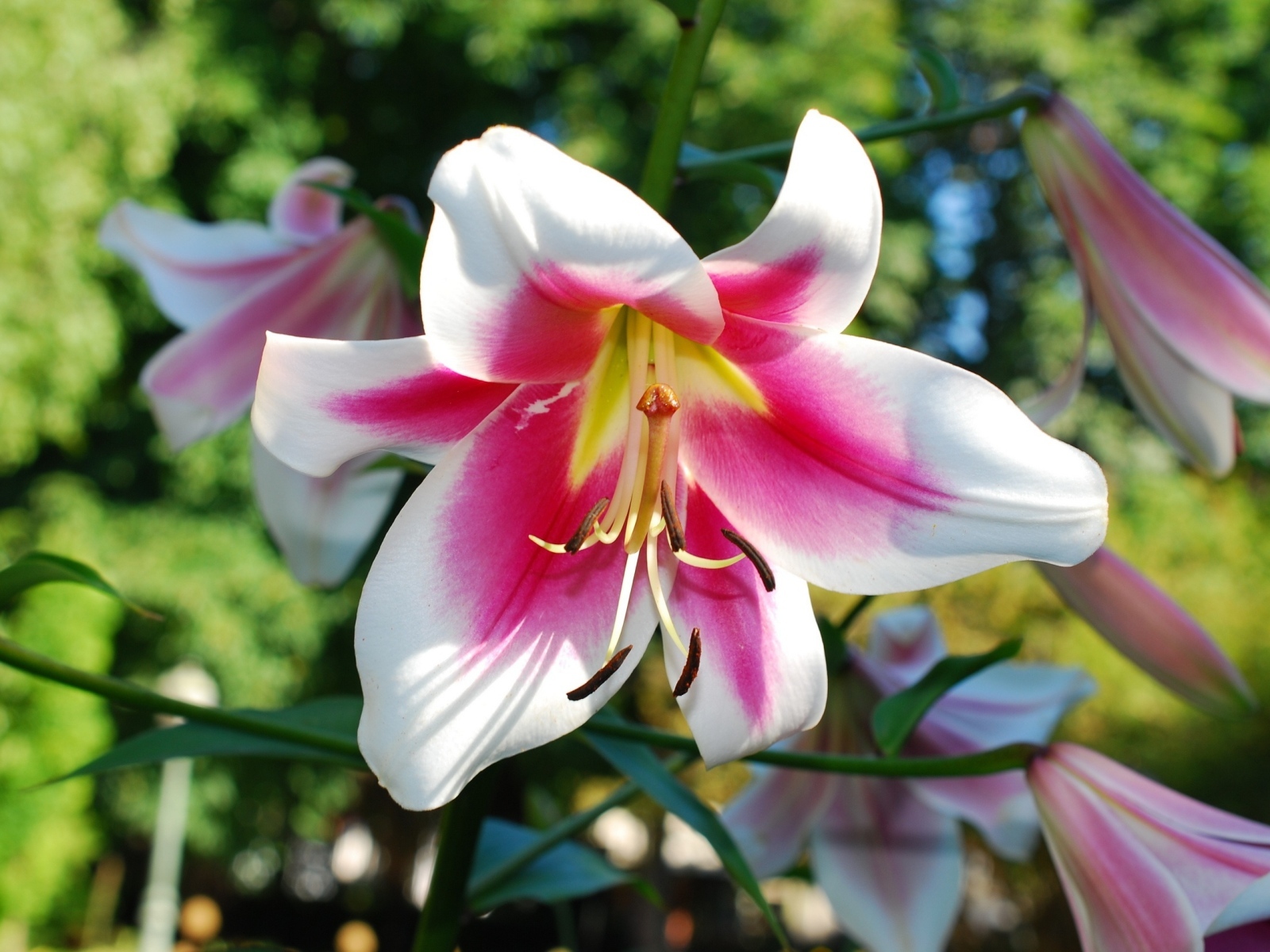 Розовый цветок лилии на клумбе летом