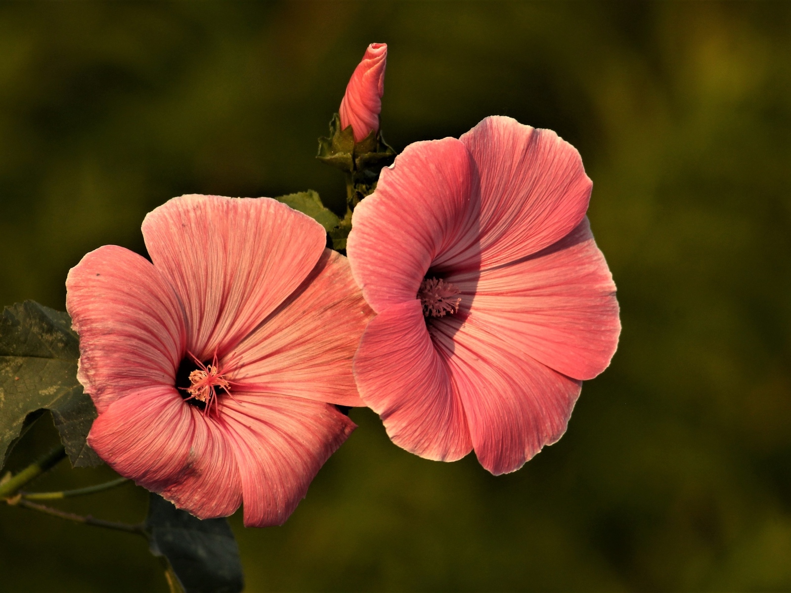 Розовые мальвы в лучах солнца