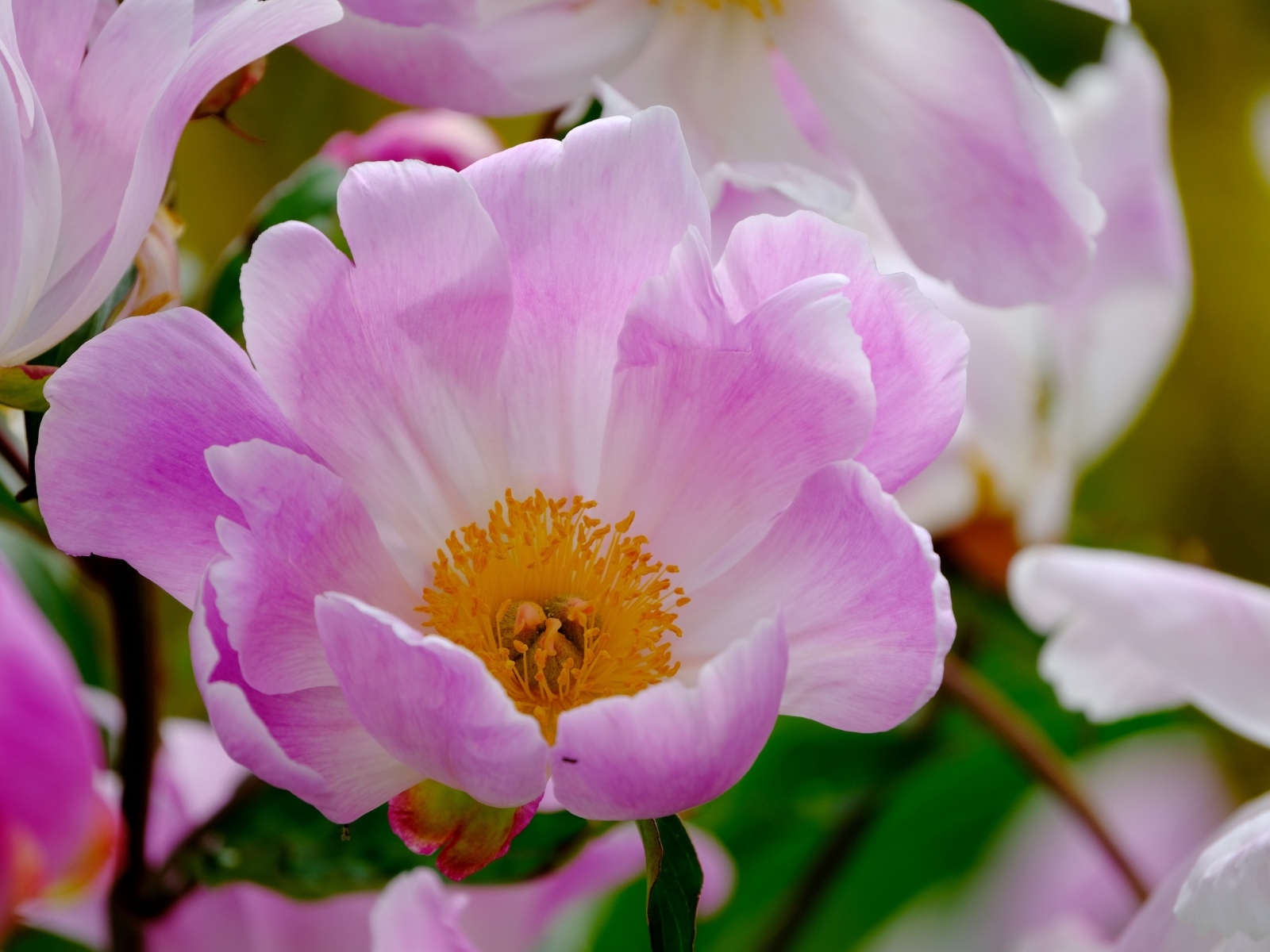 Розовые пионы с оранжевой серединой