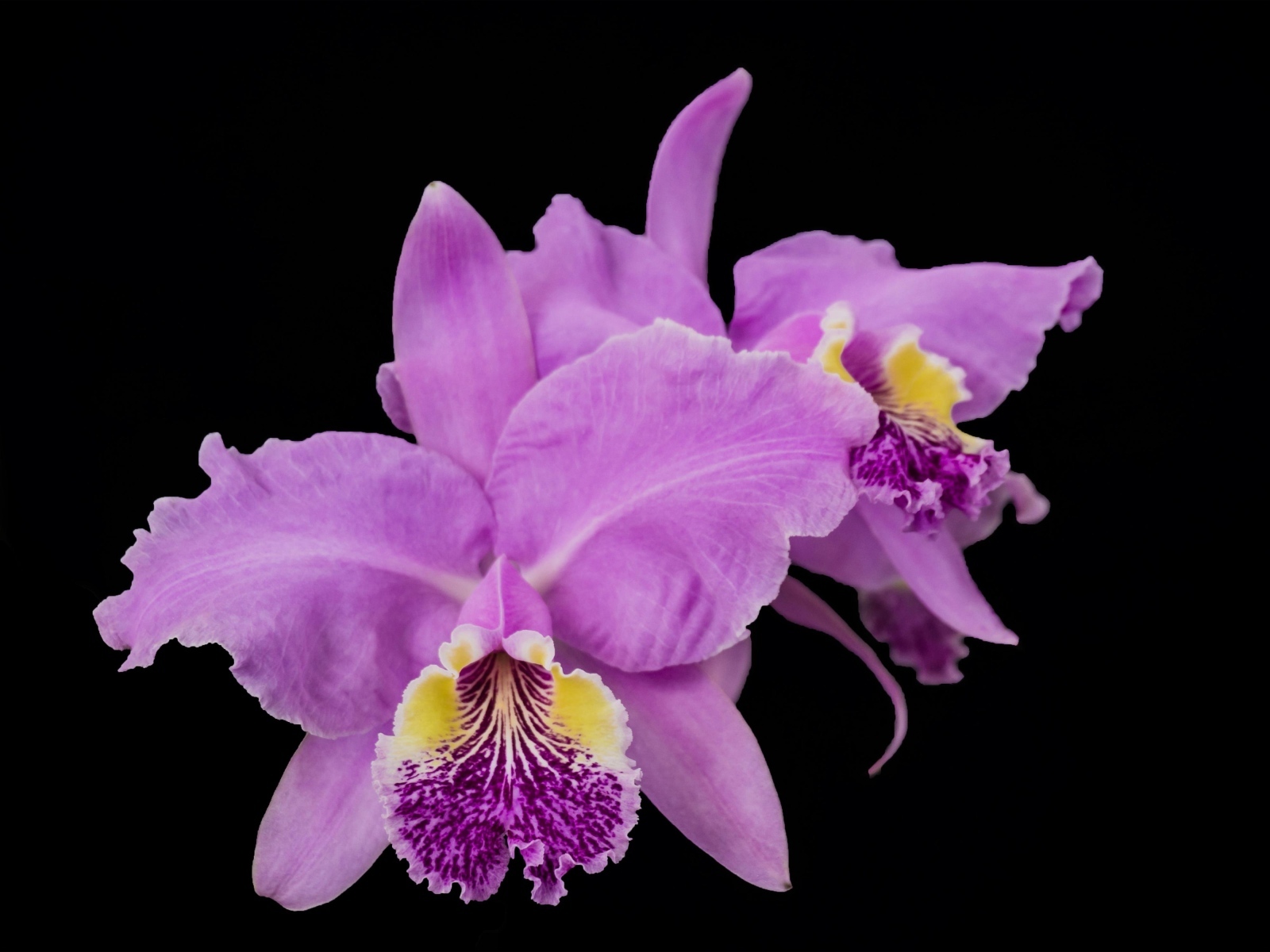 Розовые сорванные цветы орхидеи на черном фоне