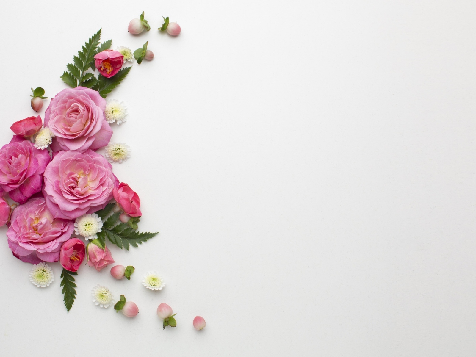 Розовые розы с зелеными листьями на сером фоне