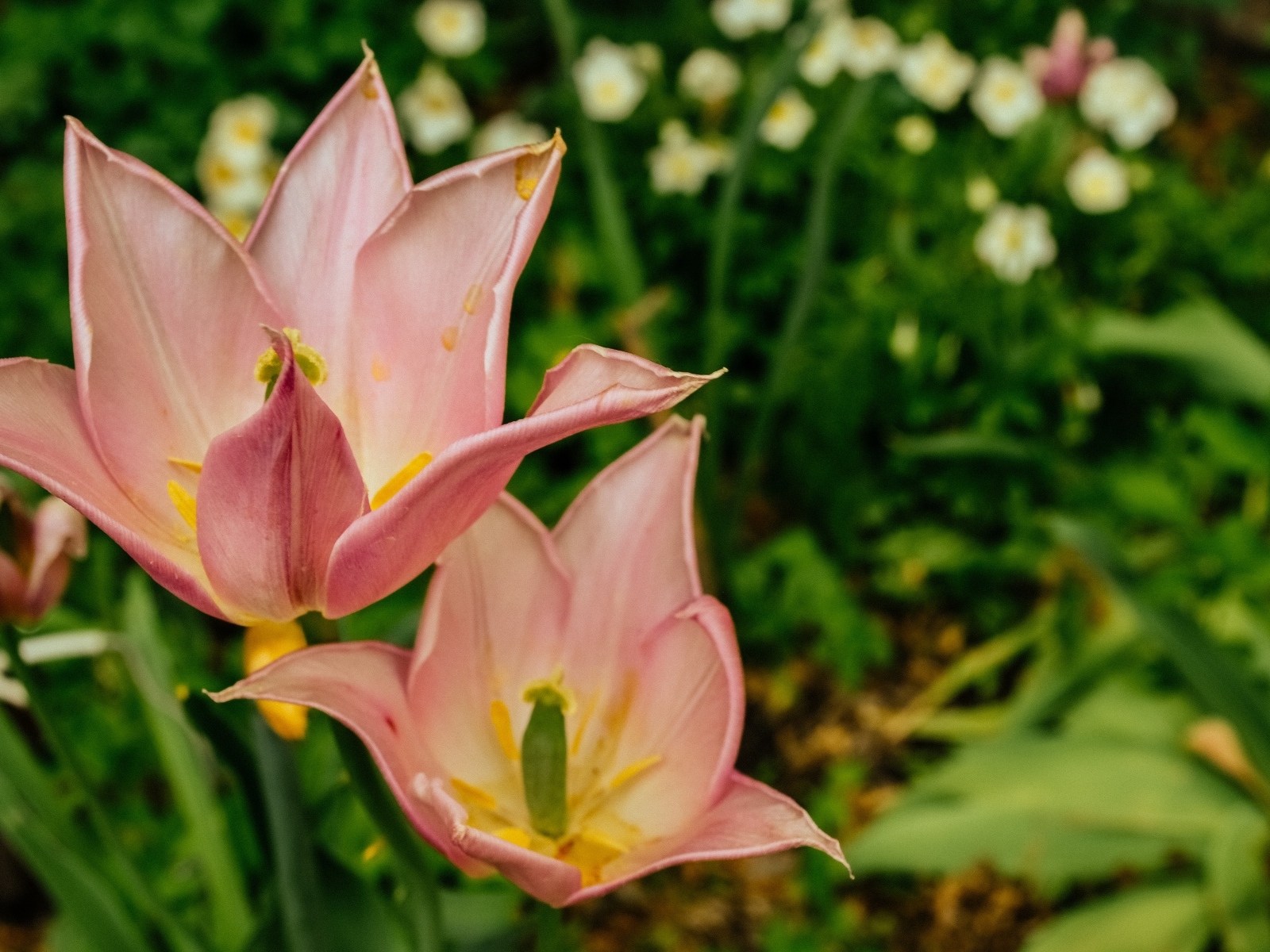 Розовые тюльпаны на клумбе крупным планом