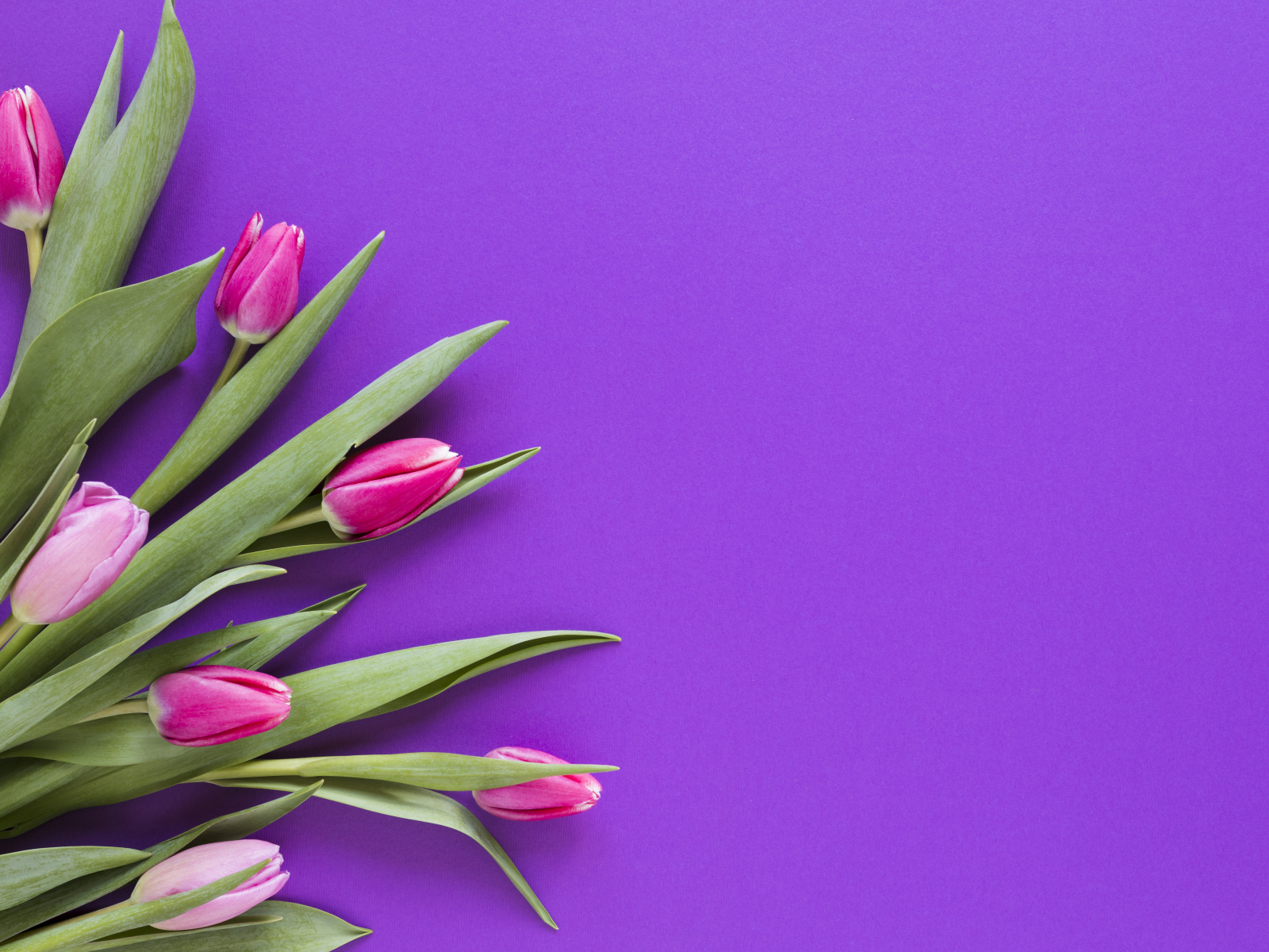 Розовые тюльпаны на сиреневом фоне, шаблон 