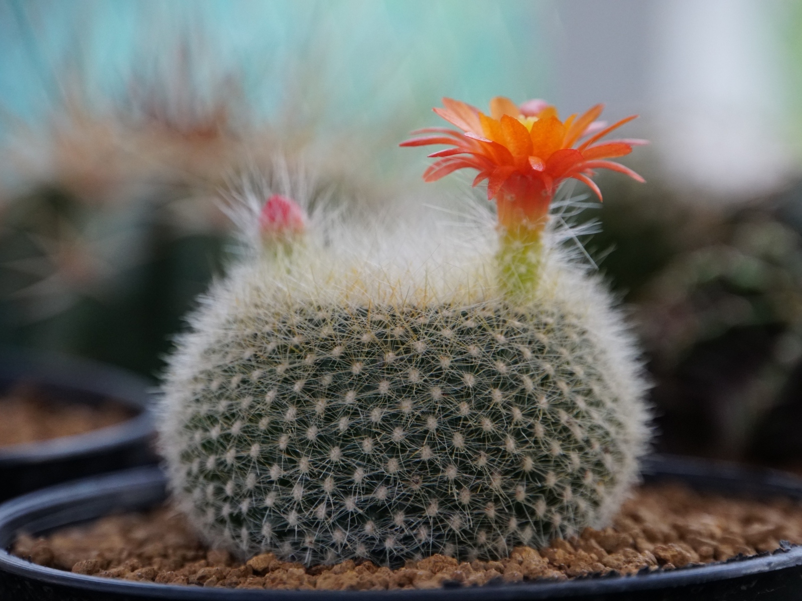 Колючий кактус в горшке с цветами