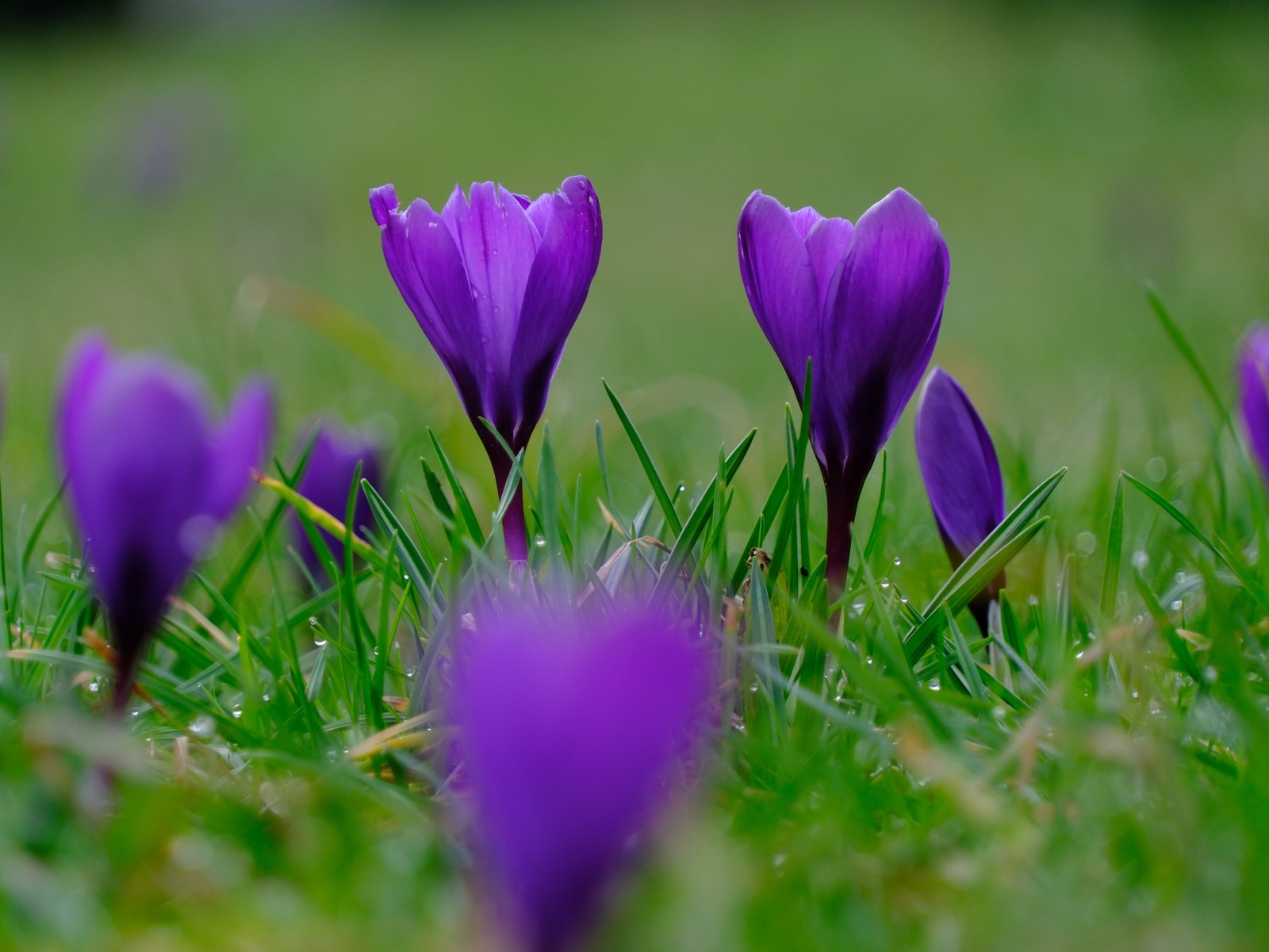 Фиолетовые крокусы на мокрой зеленой траве