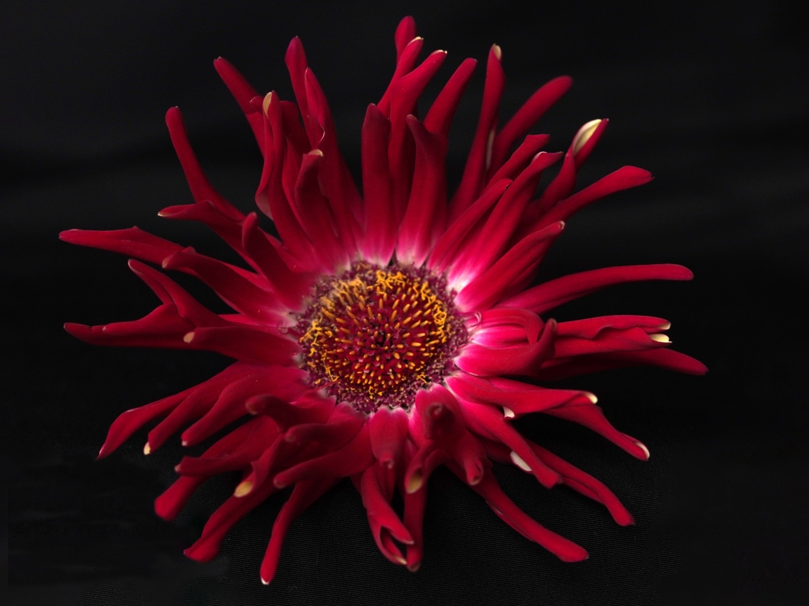 Красный цветок георгина с острыми лепестками на черном фоне