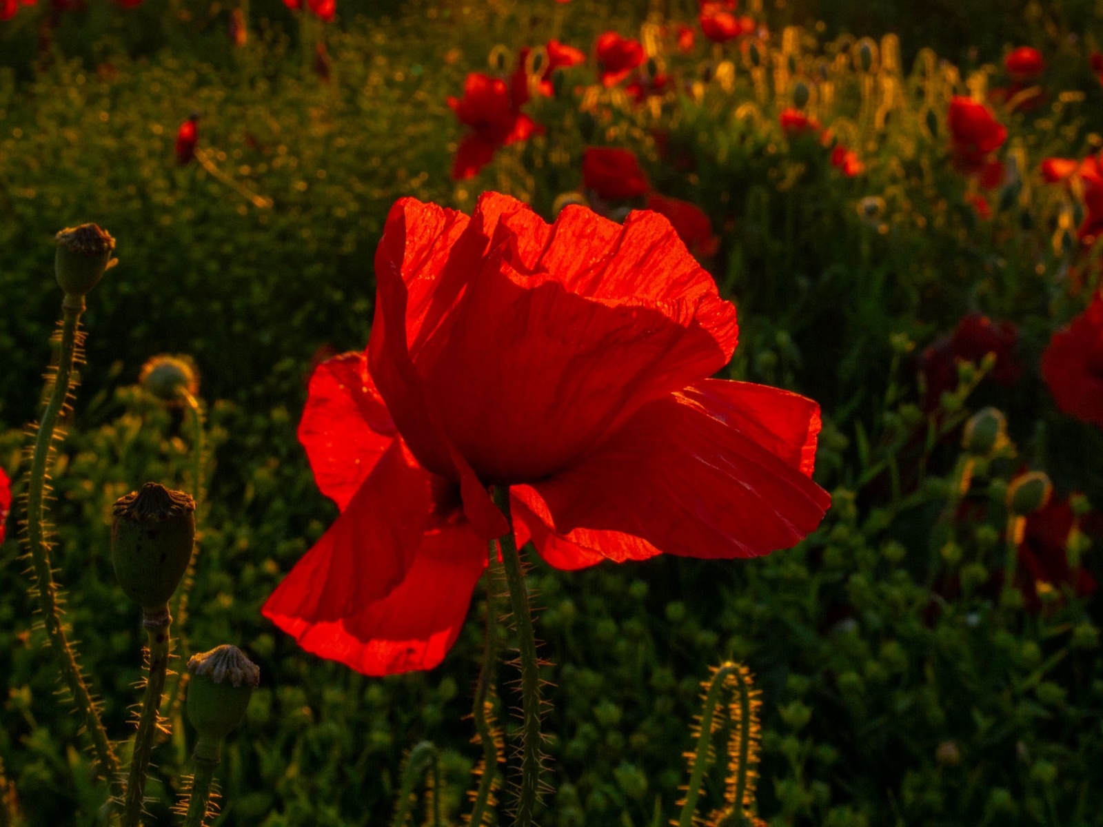 Красный полевой мак с хрупкими лепестками в лучах солнца