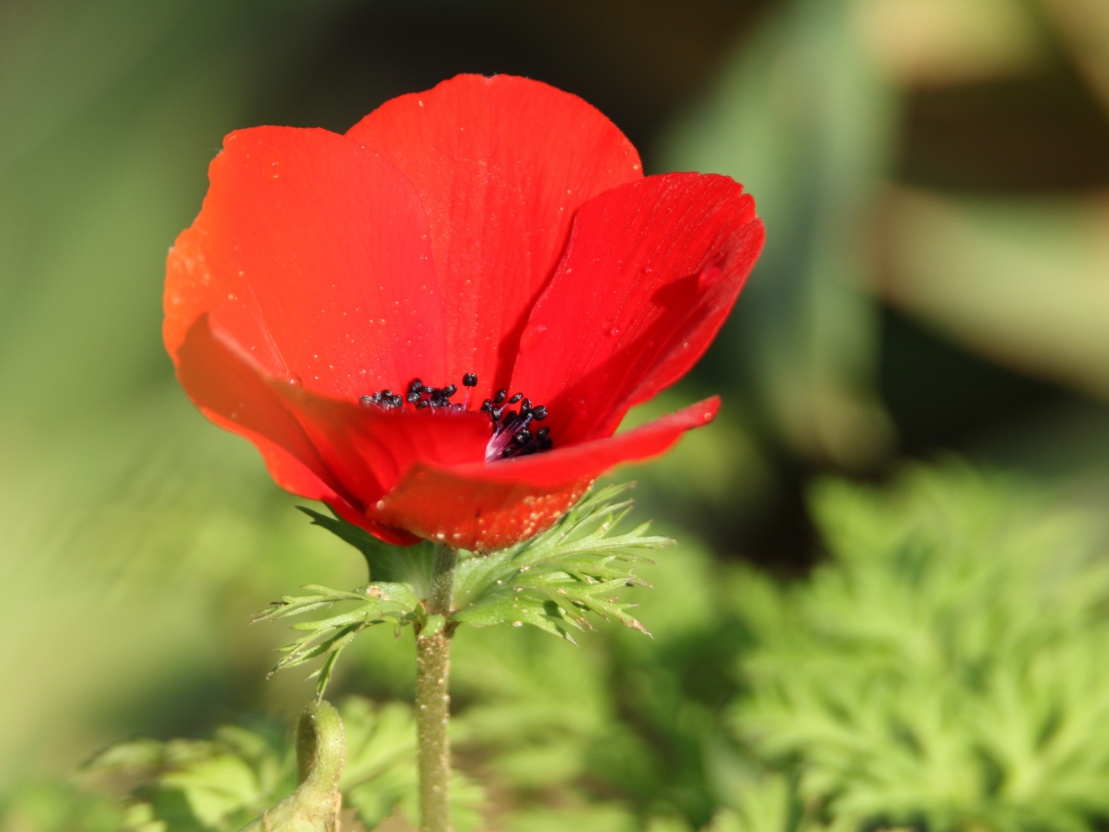 Красный садовый мак с черной серединкой