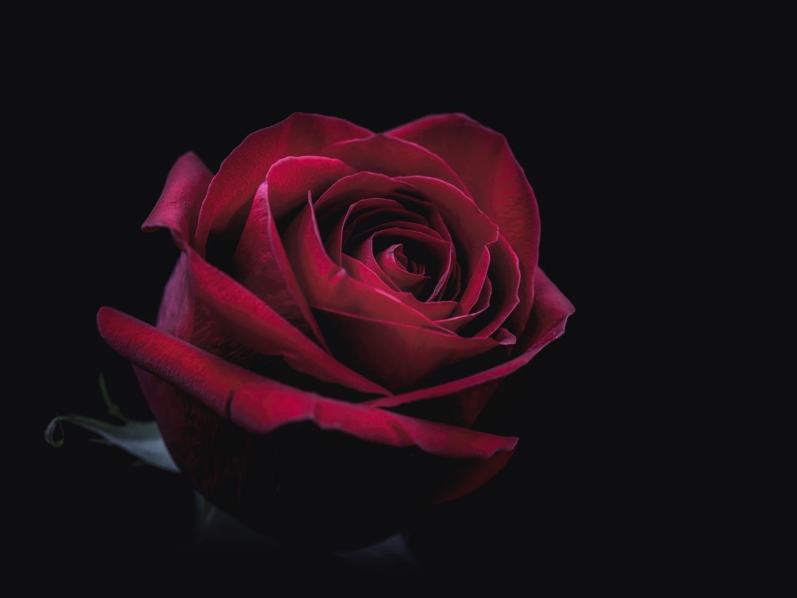 Цветок красной розы на черном фоне