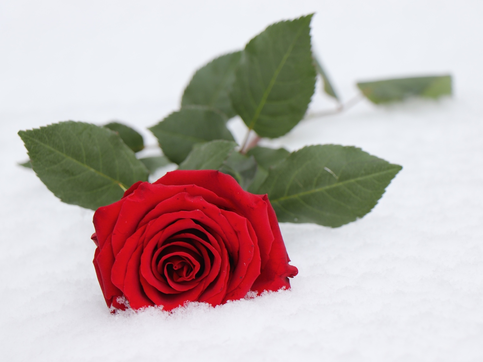 Красная роза с зелеными листьями на снегу