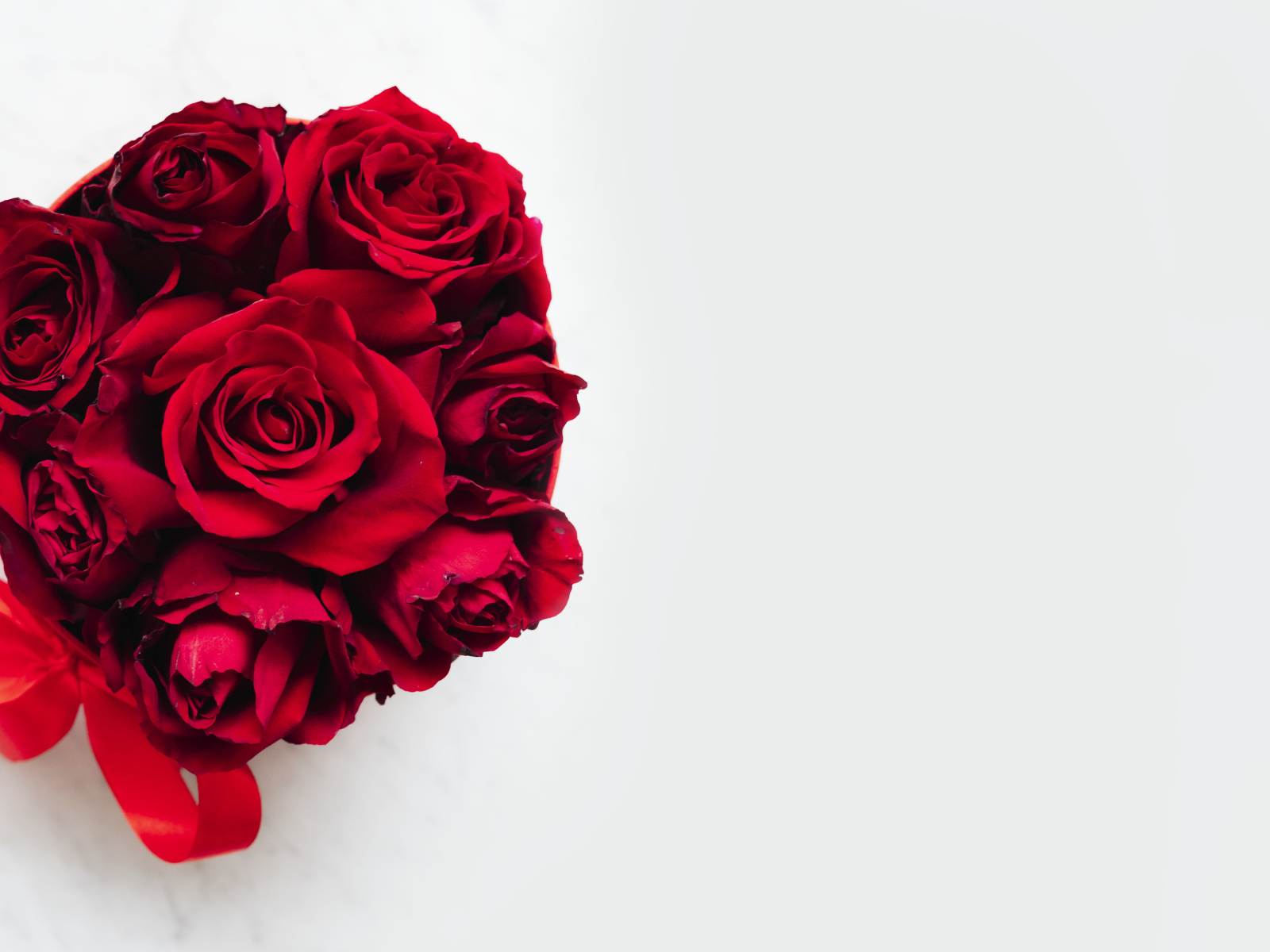 Красные розы в бантом из ленты на белом фоне