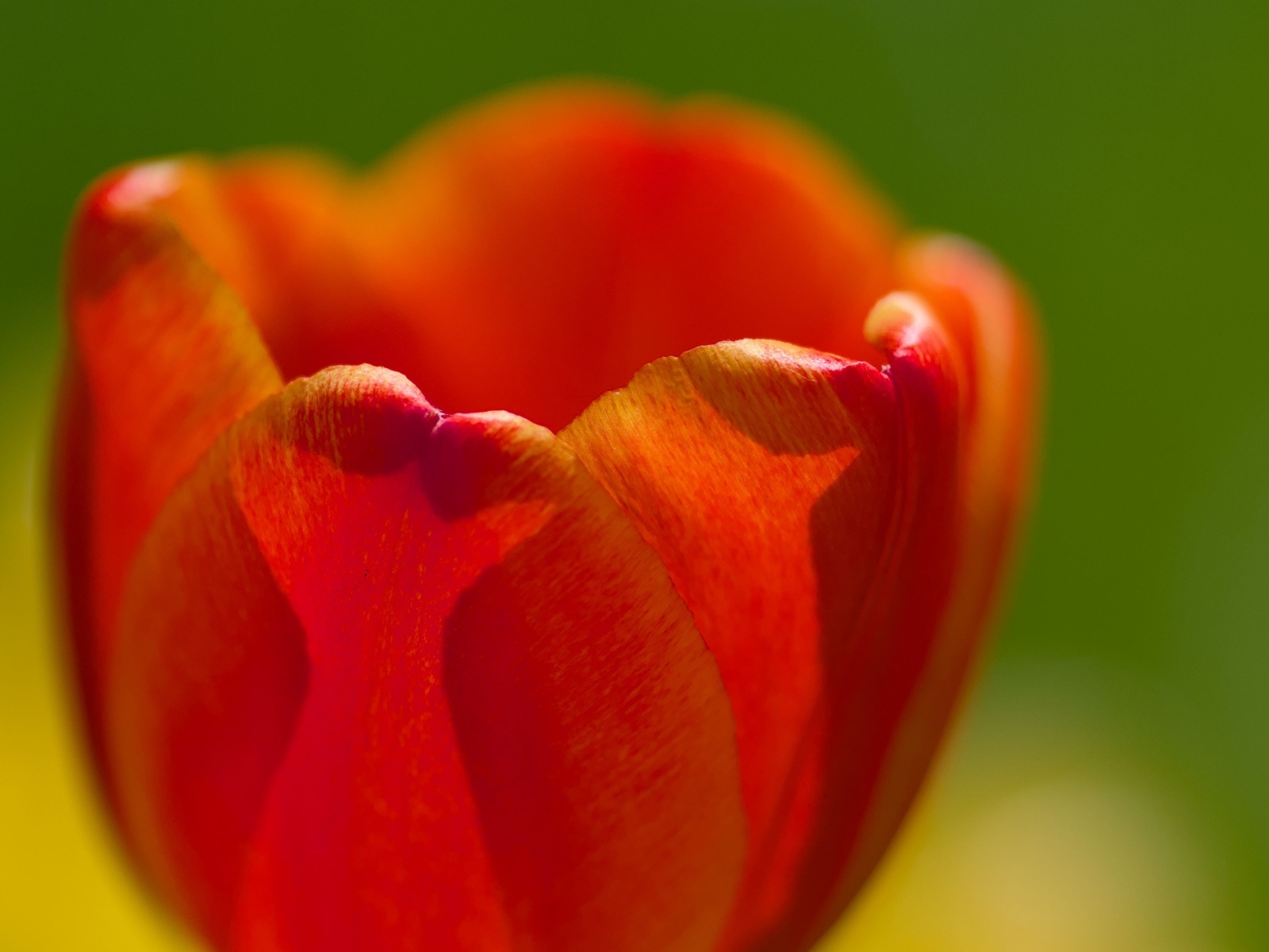 Красные лепестки тюльпана в макро съемке