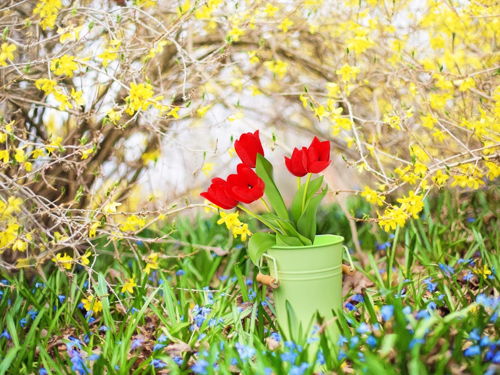 Красные тюльпаны в ведре в саду