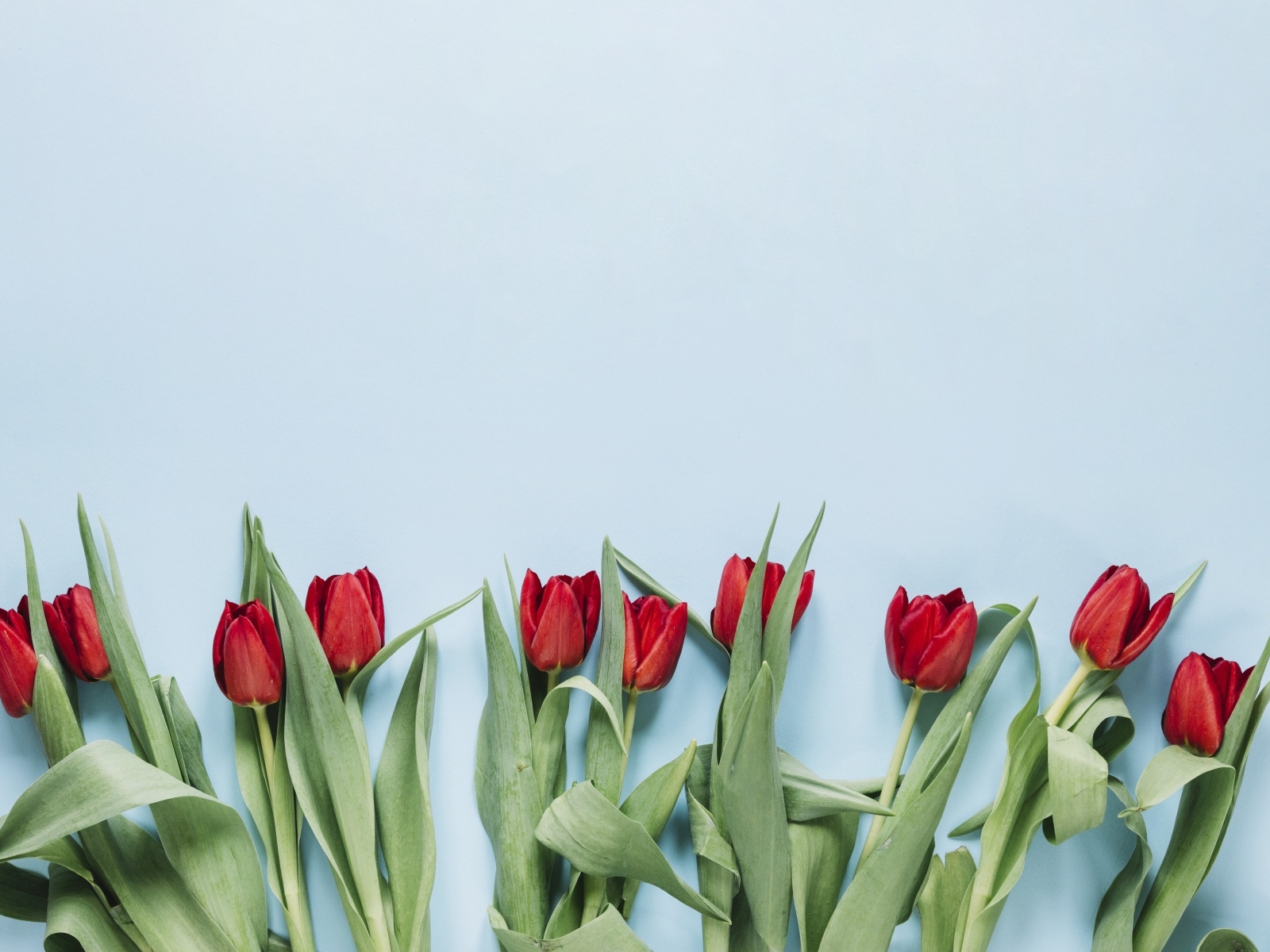 Красные тюльпаны разложены на голубом фоне