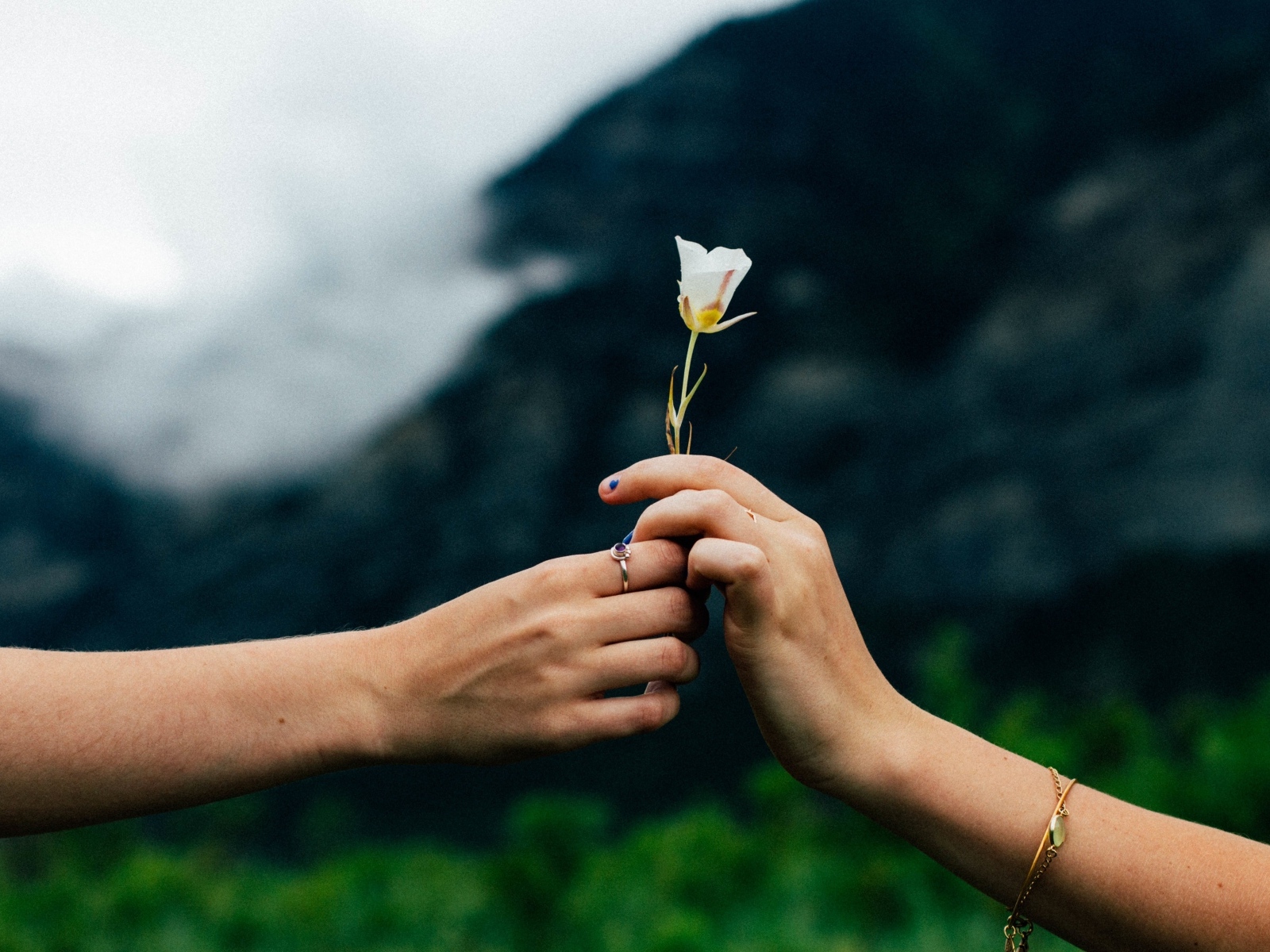 Маленький белый цветок в руках