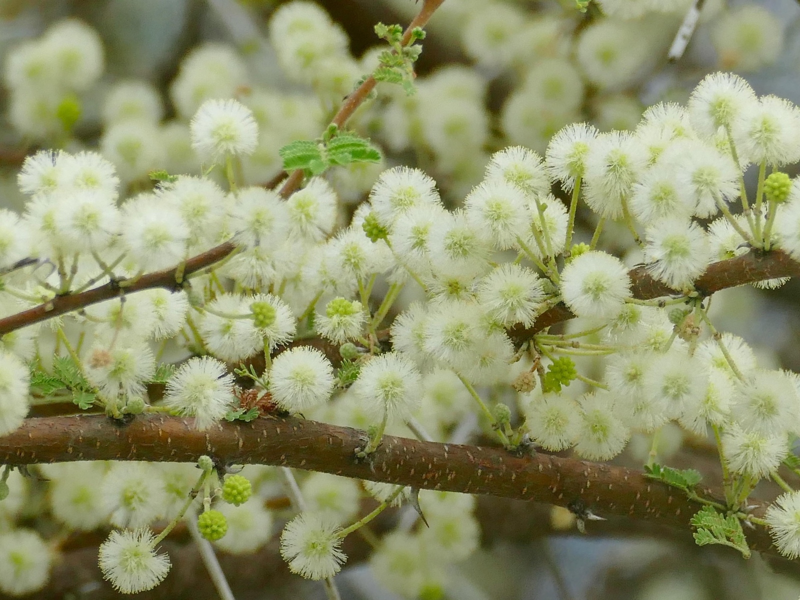 Весенние пушистые цветы на ветках дерева 