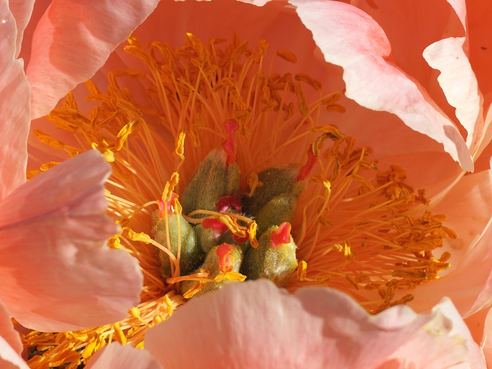 Серединка розового цветка пиона