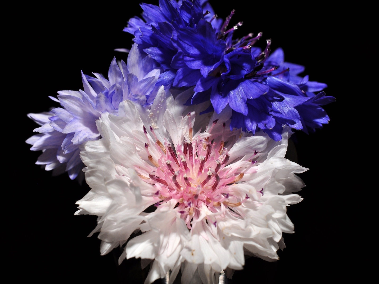 Три разноцветных василька на черном фоне