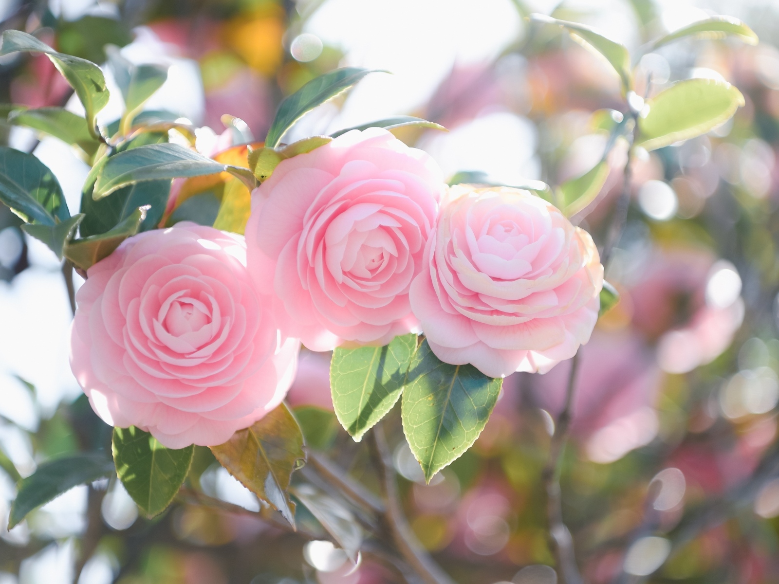 Три розовых цветка магнолии на ветках  