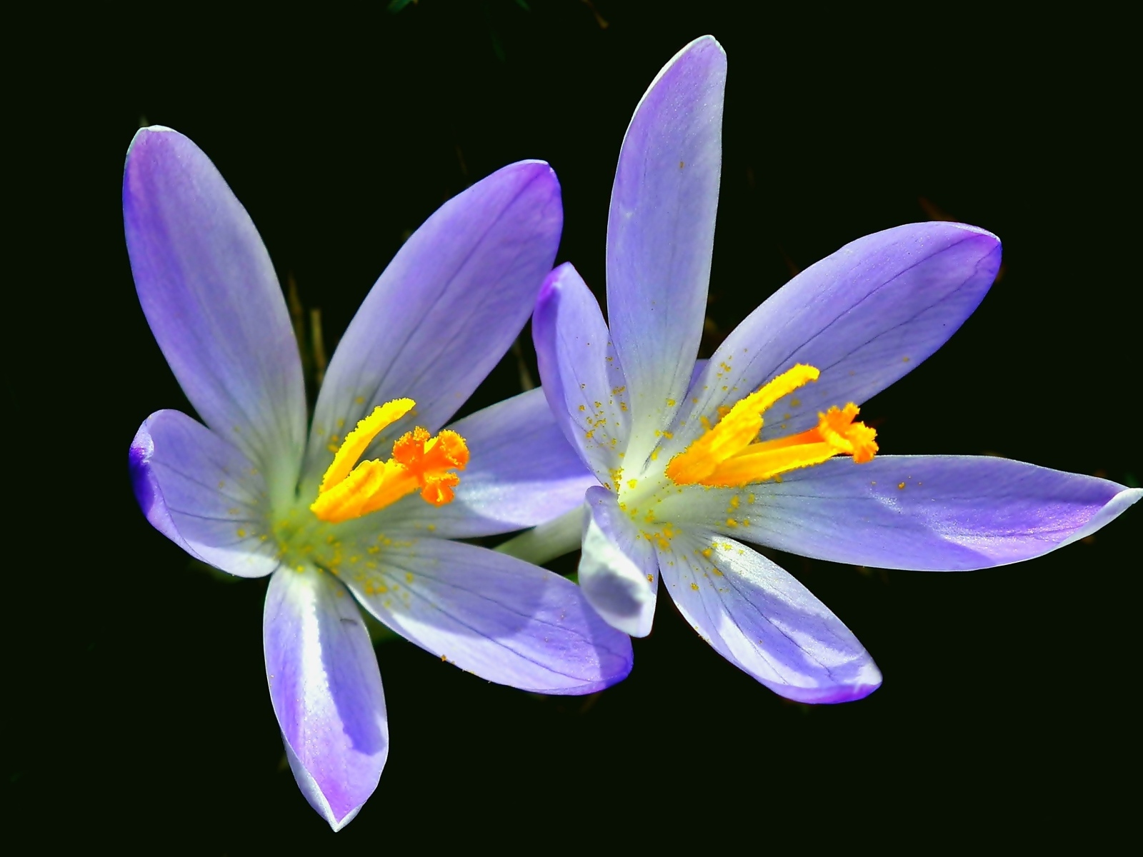 Два фиолетовых крокуса на черном фоне