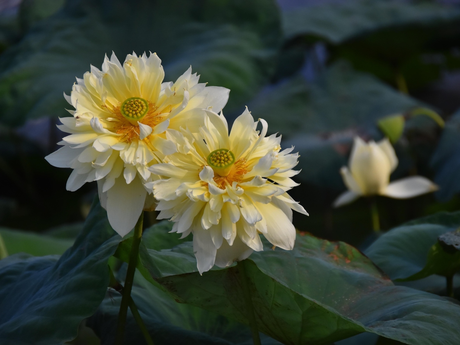 Два белых цветка лотоса отцветают 