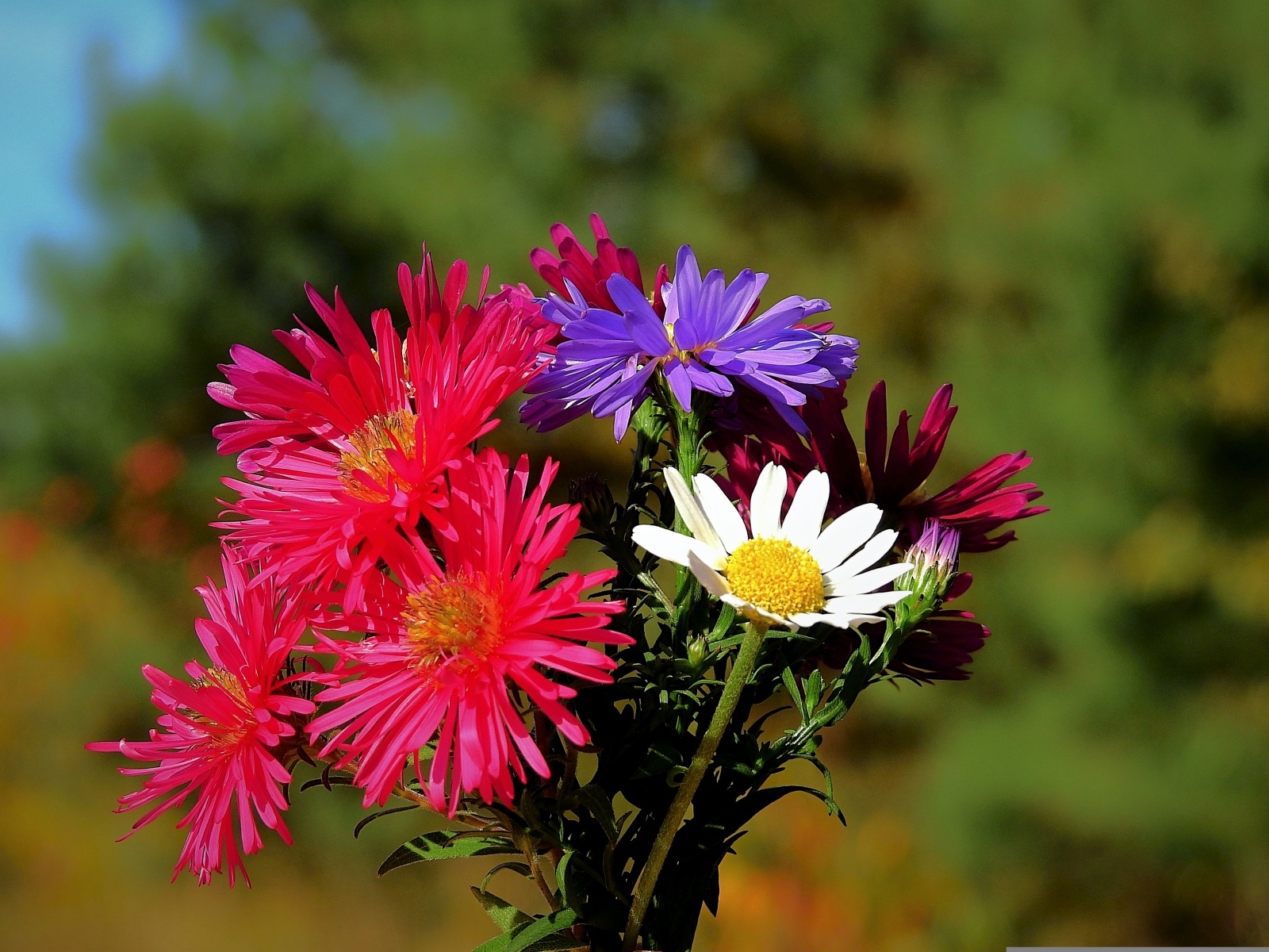 Пестрый букет осенних цветов астры