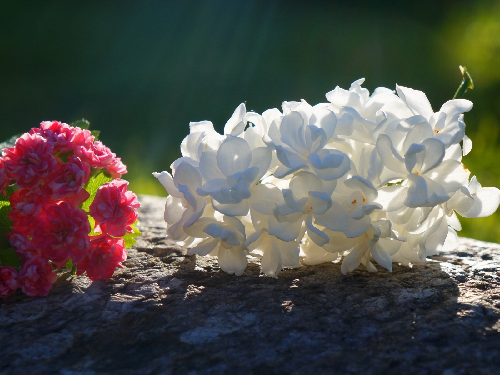 Белый и розовый цветок лежат на камне