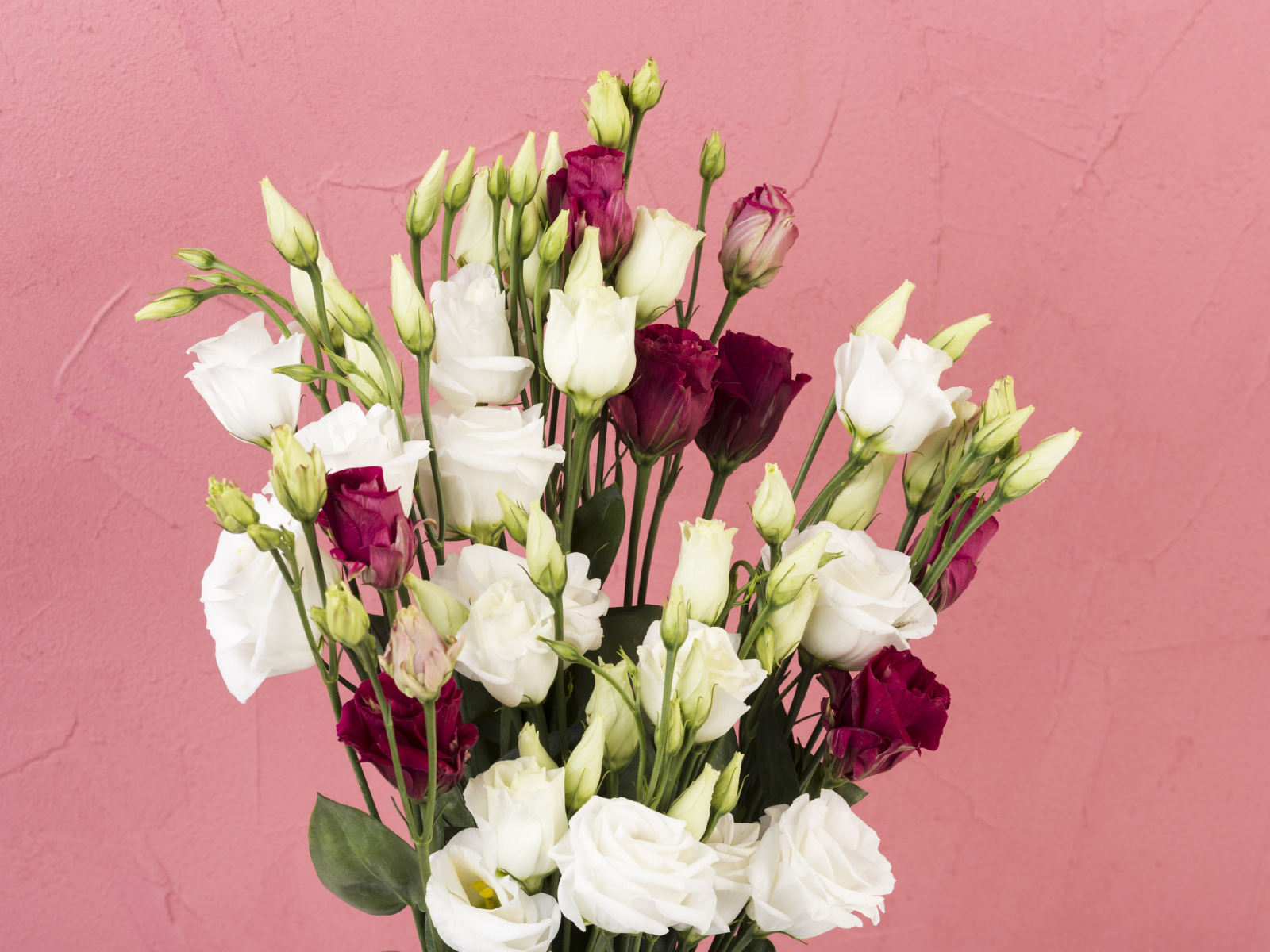 Белые и красные цветы эустомы на розовом фоне