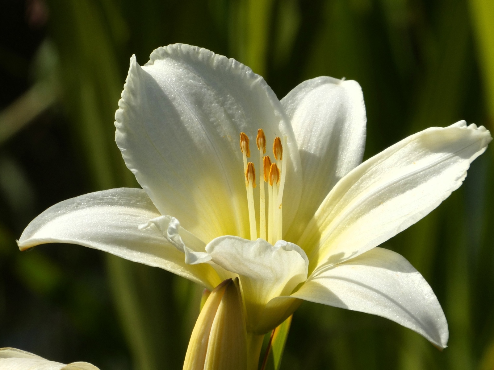 Белый красивый лилейник крупным планом