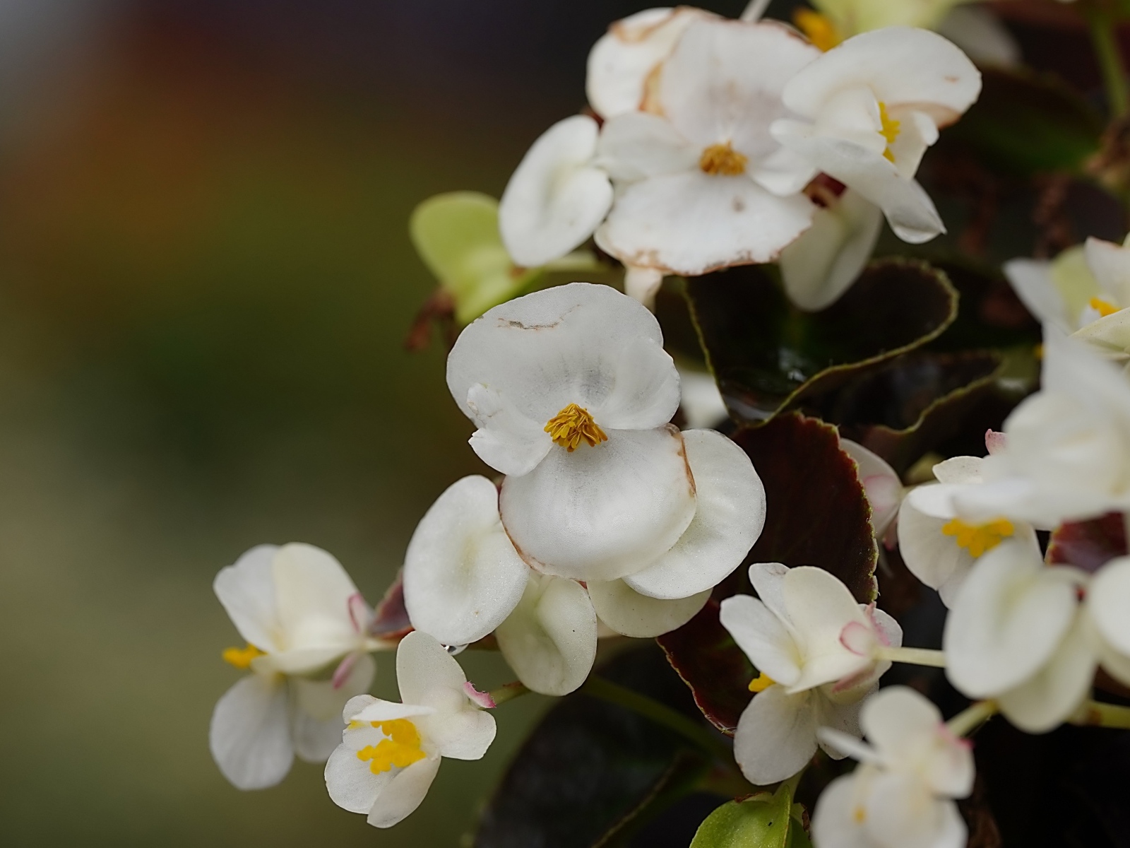 Белые цветы бегония крупным планом