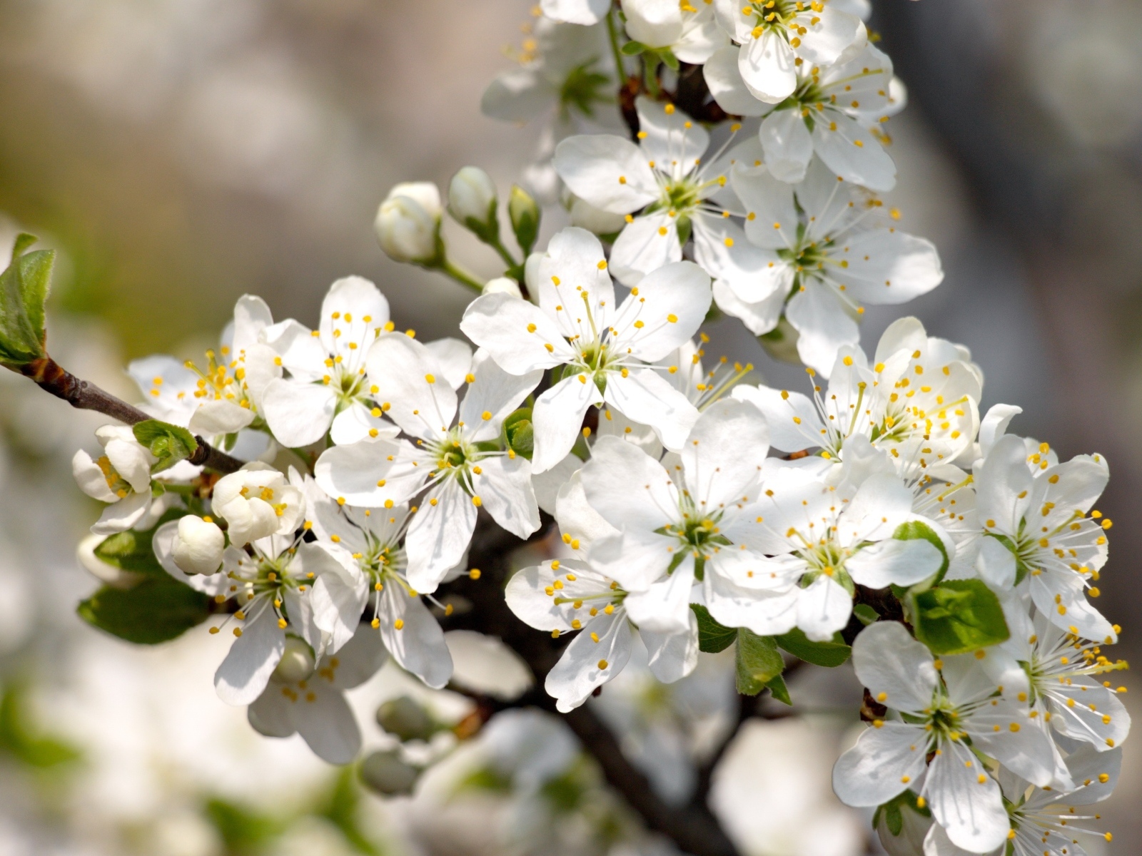 Белые распускающиеся цветы вишни на ветке весной