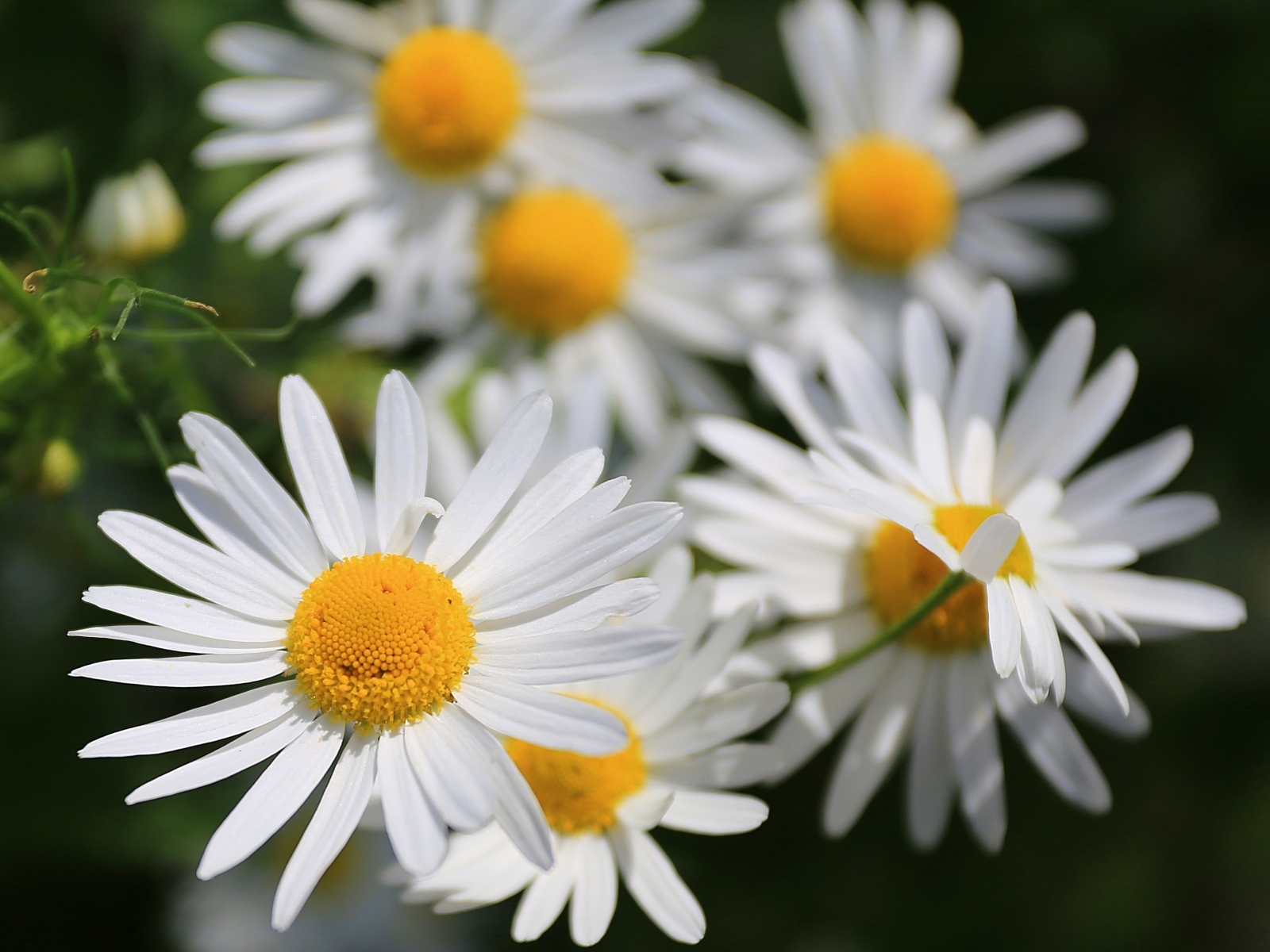 Белые цветы ромашки крупным планом