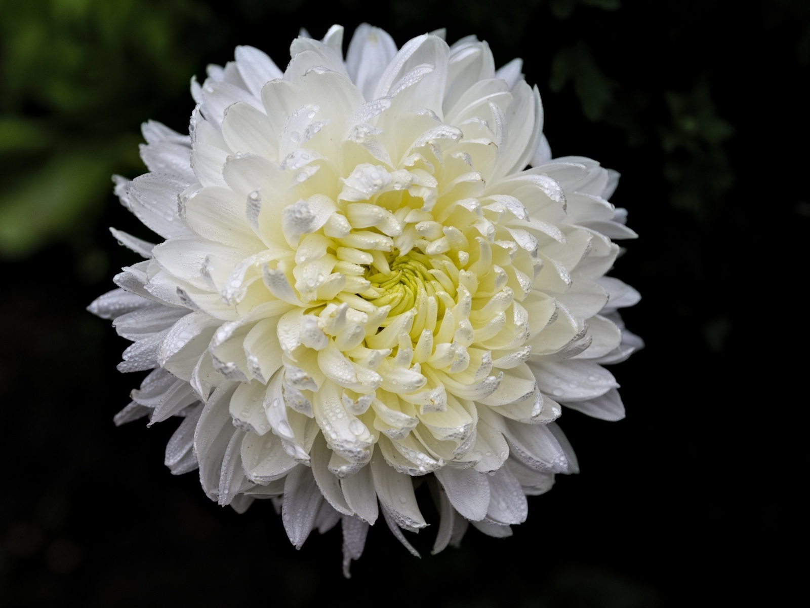 Белый цветок хризантемы в каплях росы