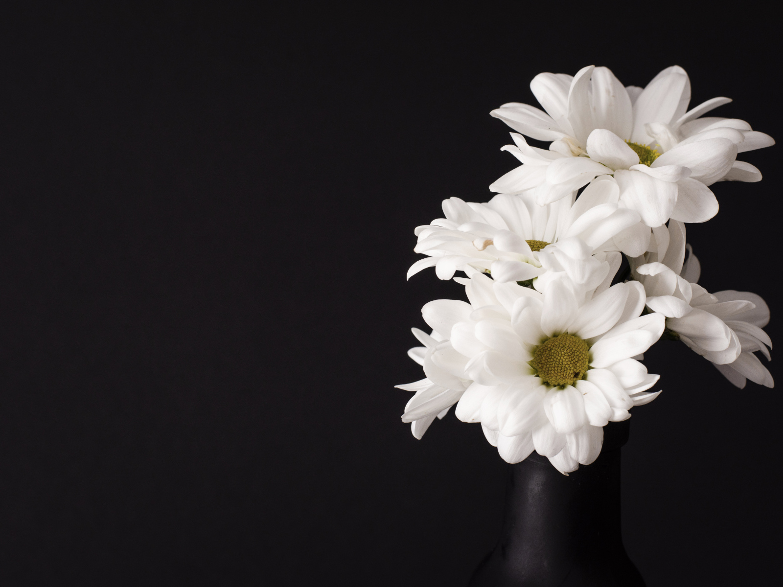 Белые цветы хризантемы на черном фоне