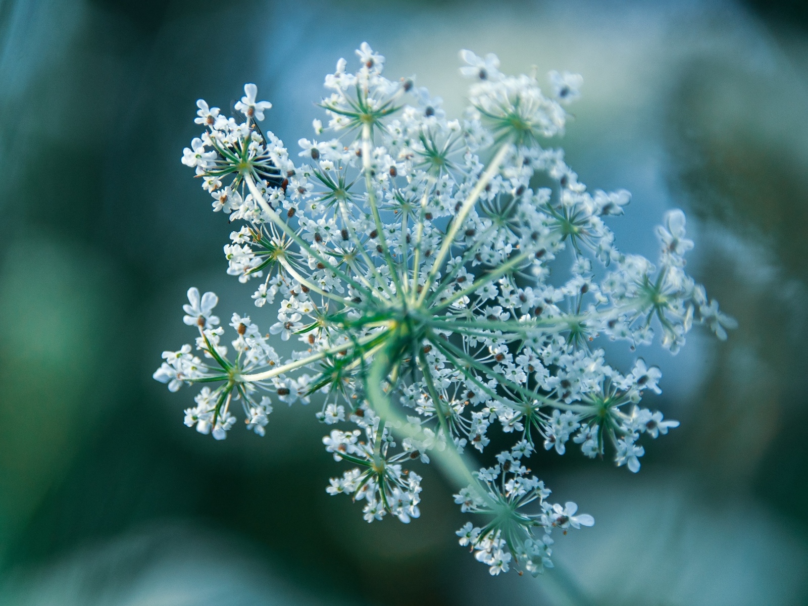Белое цветущее полевое растение