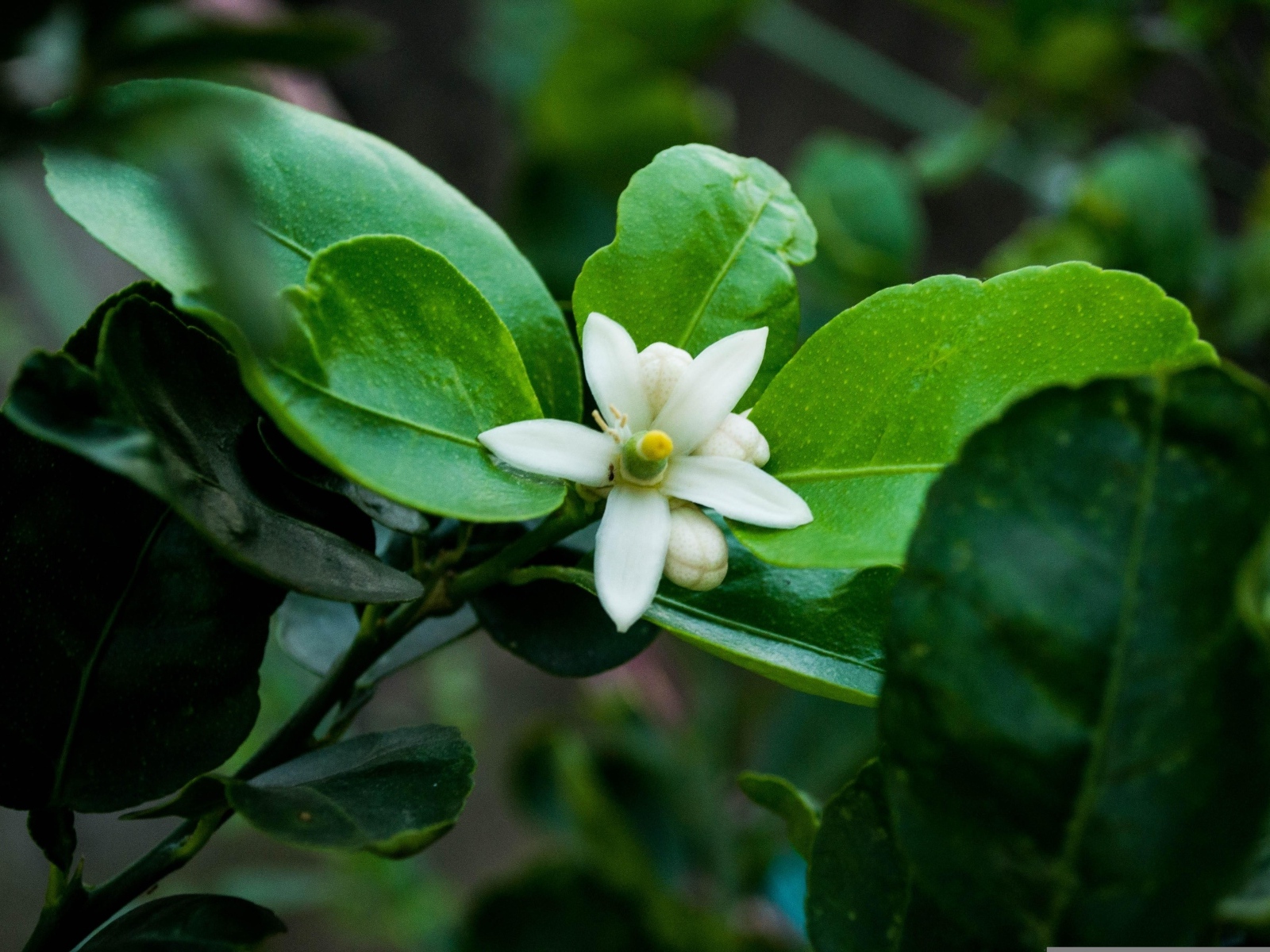 Белый цветок лайма на ветке в зеленых листьях