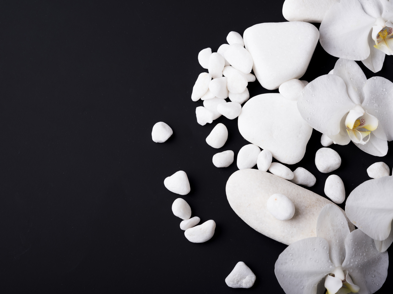 Белые орхидеи с камнями на черном фоне