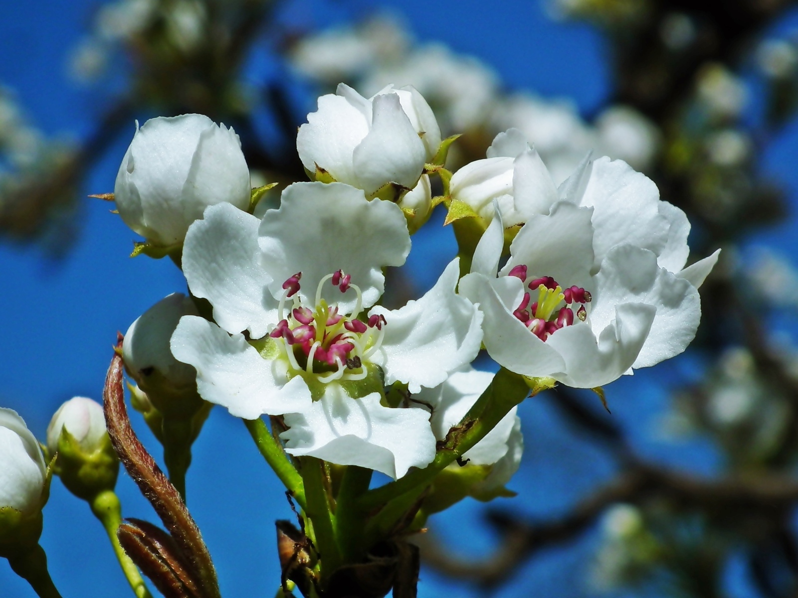 Белые цветы груши на ветке весной