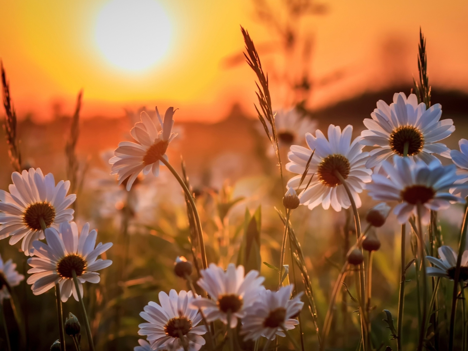 Белые нежные ромашки на рассвете в поле