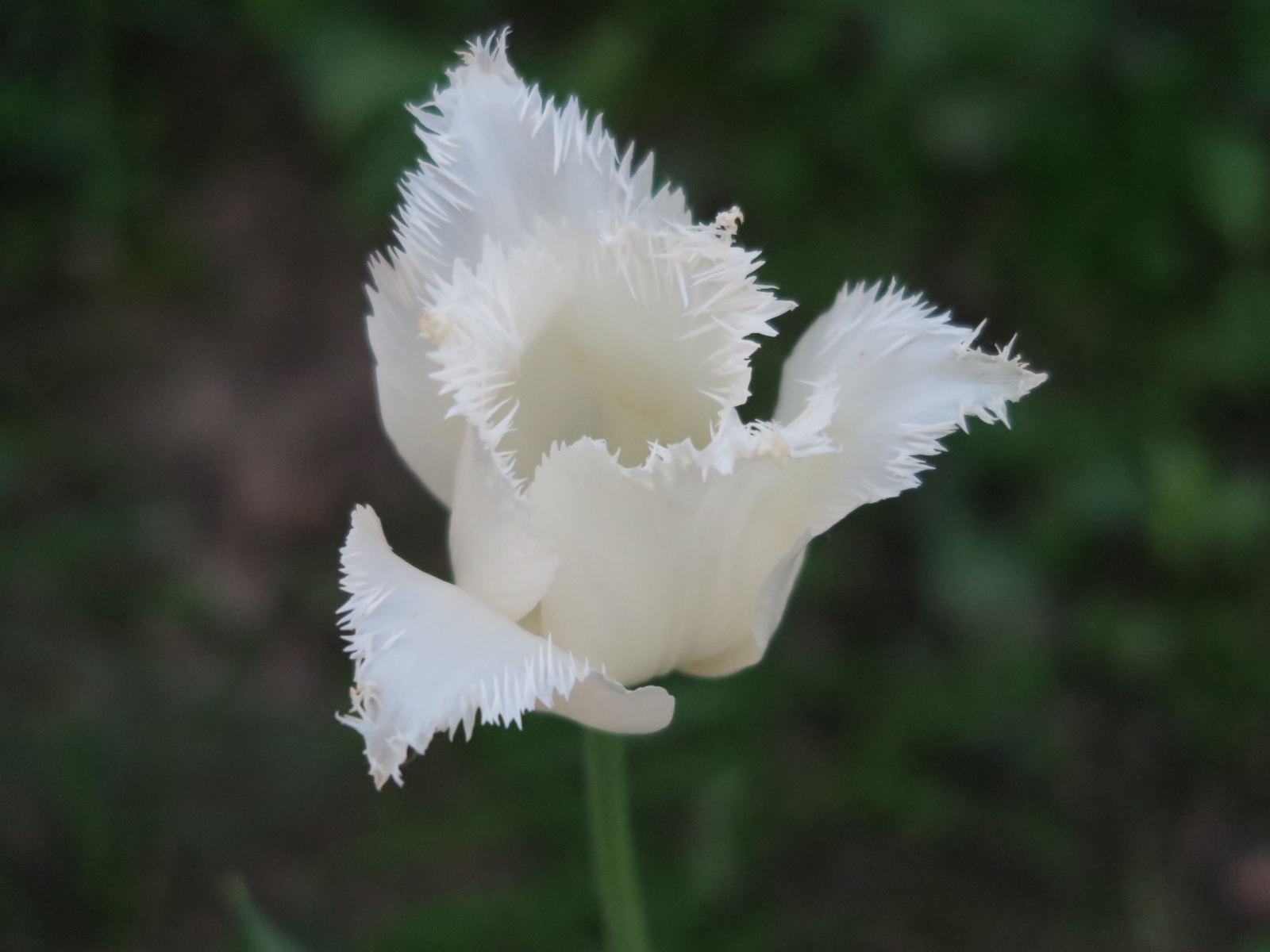 Белый тюльпан с волнистыми лепестками