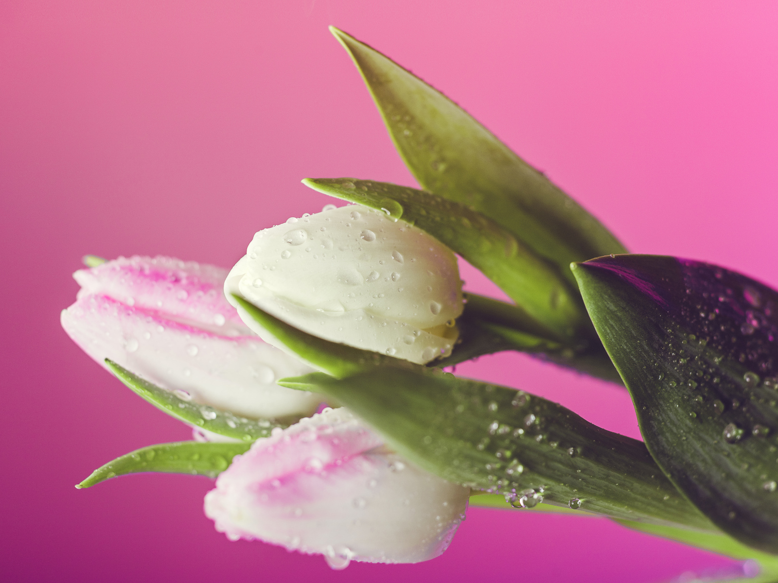 Белые тюльпаны в каплях воды на розовом фоне